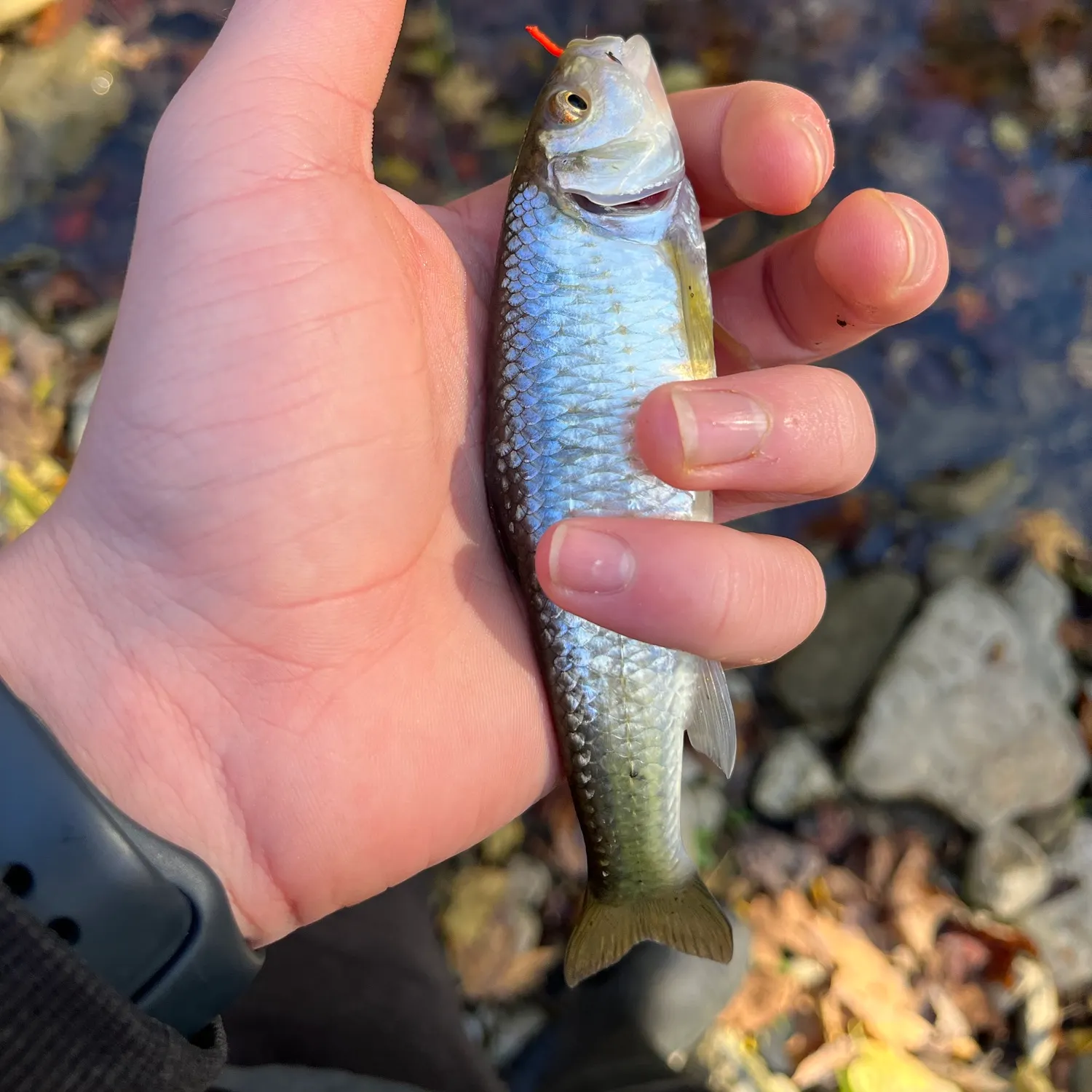 Striped shiner caught on Fishbrain