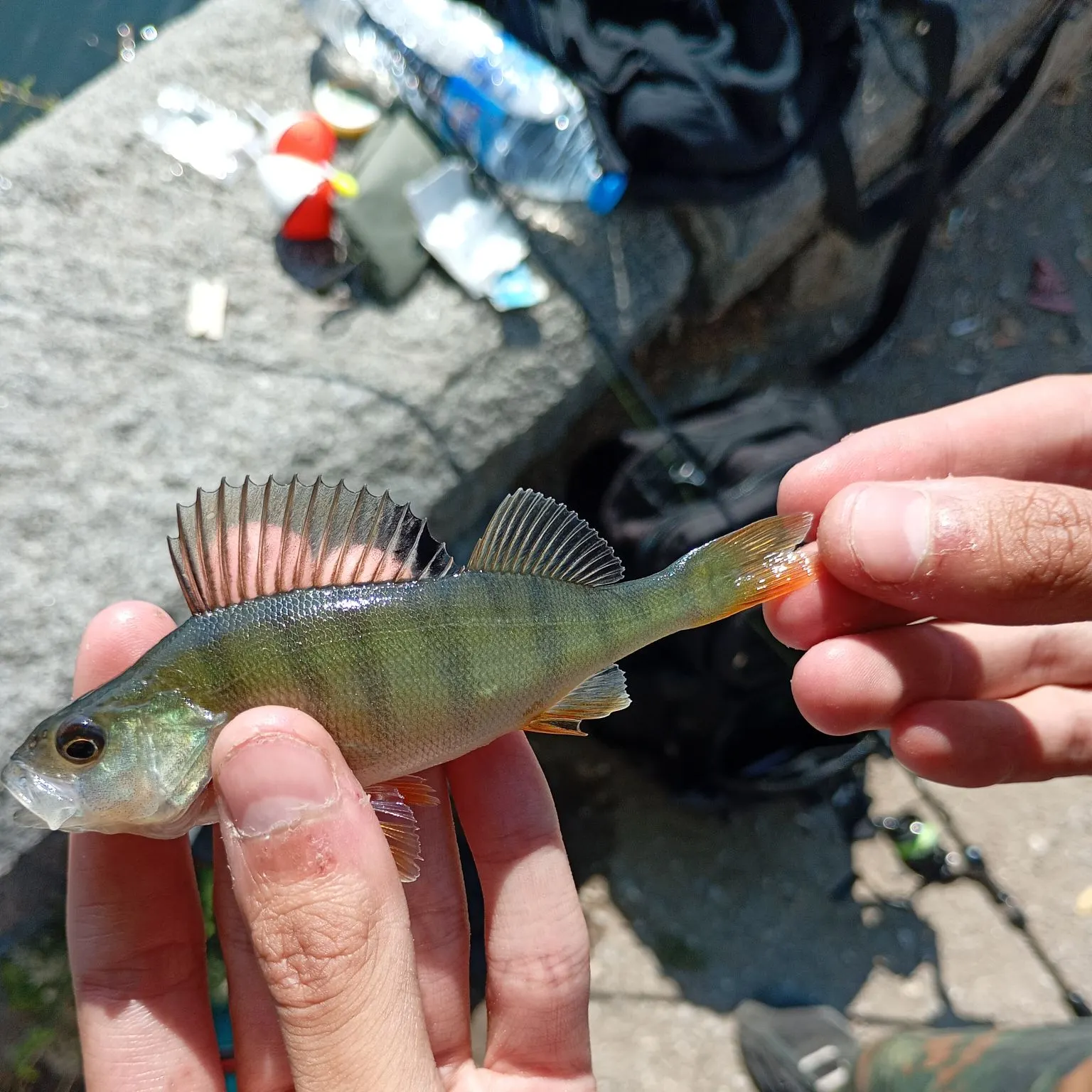 European perch caught on Fishbrain