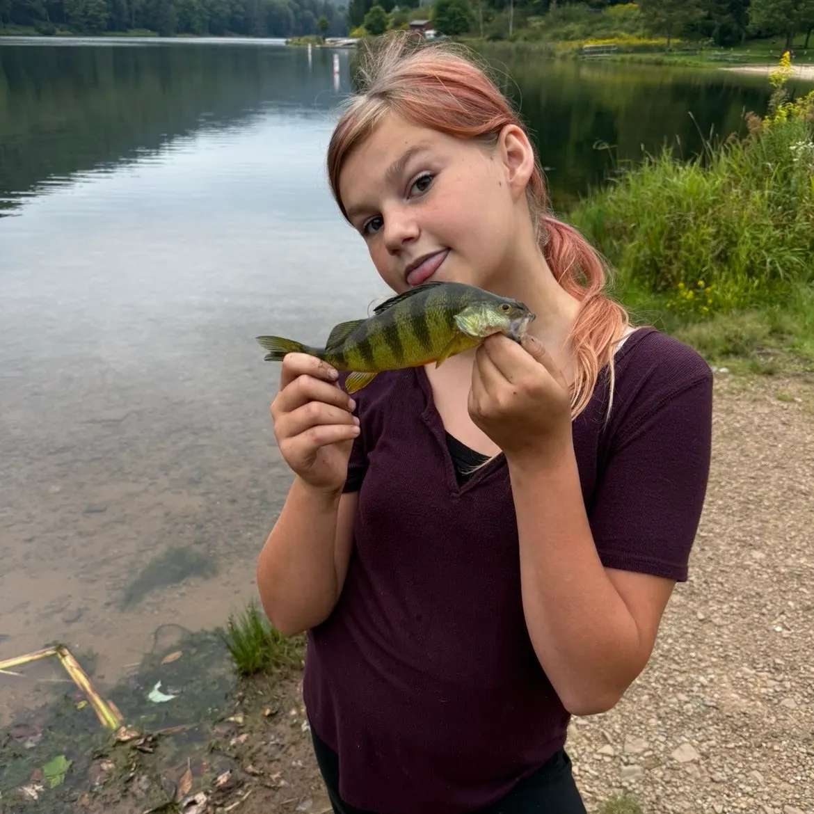 Yellow perch caught on Fishbrain