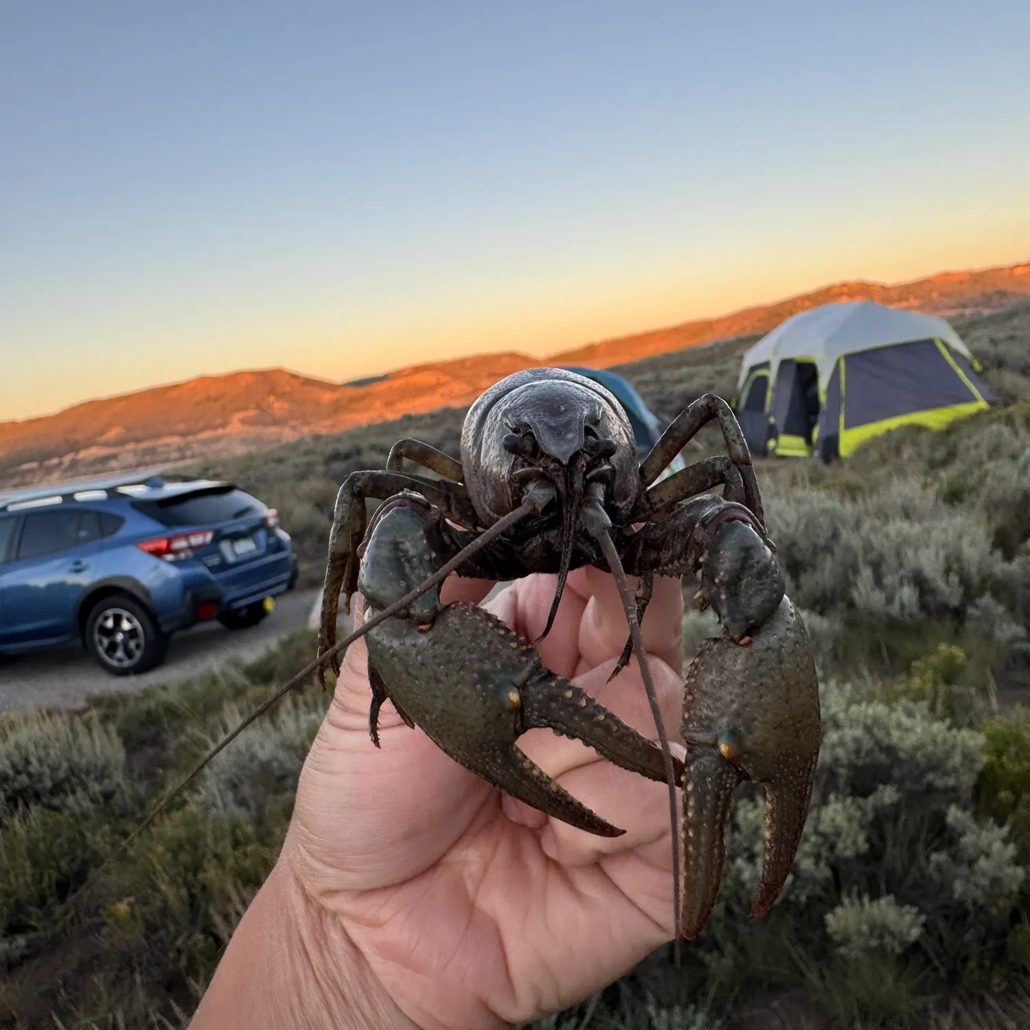 The most recent Signal crayfish catches on Fishbrain