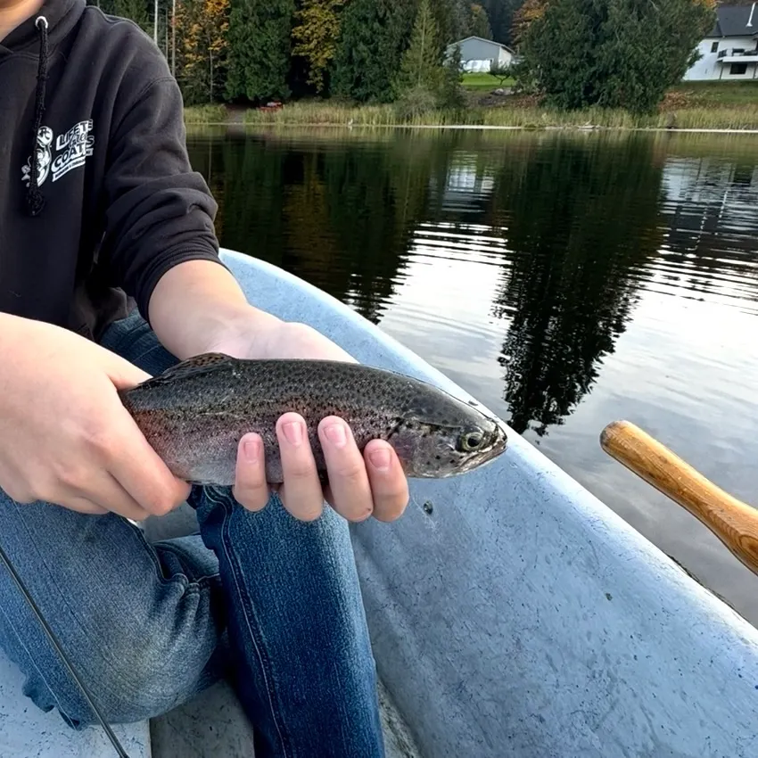 Rainbow trout caught on Fishbrain