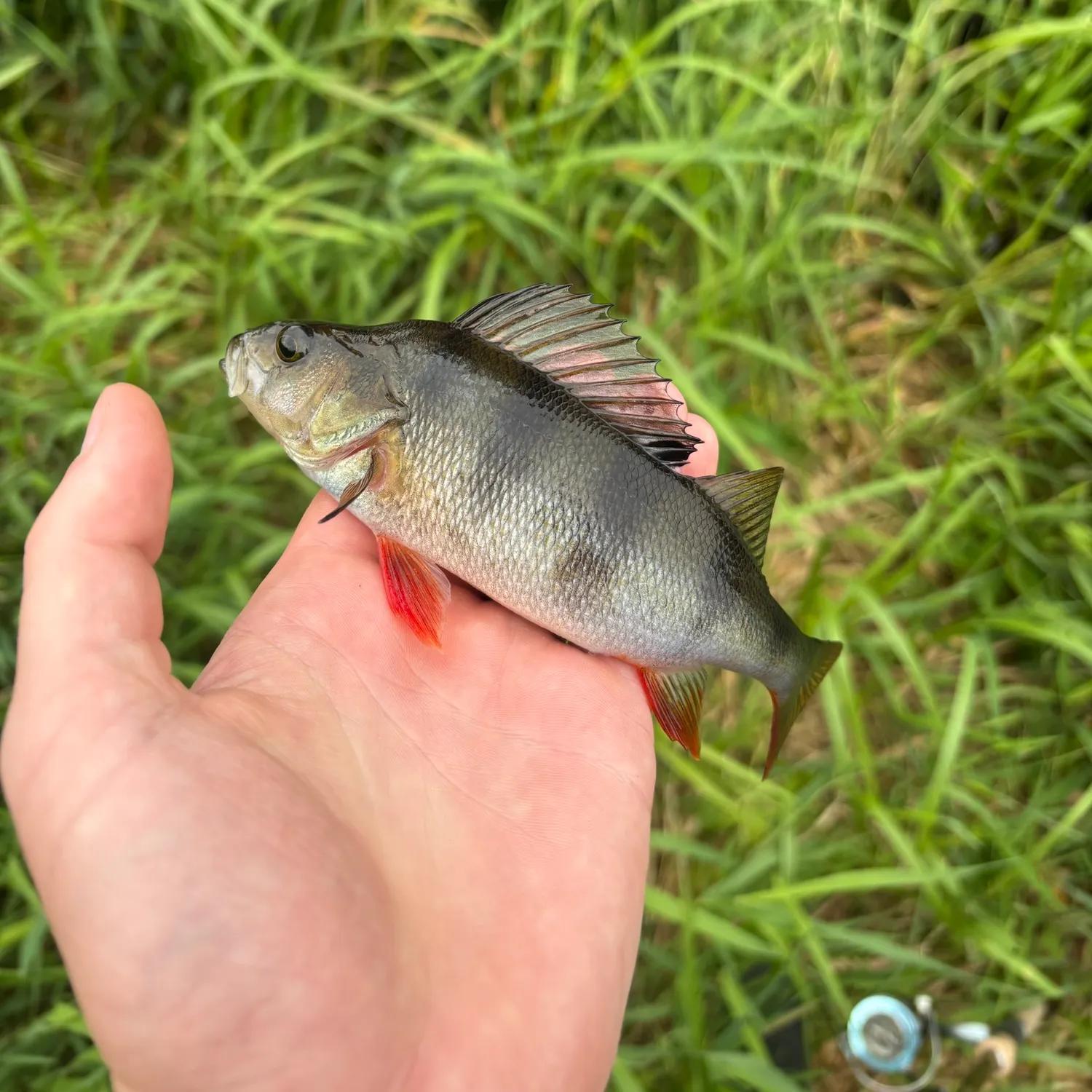 European perch caught on Fishbrain