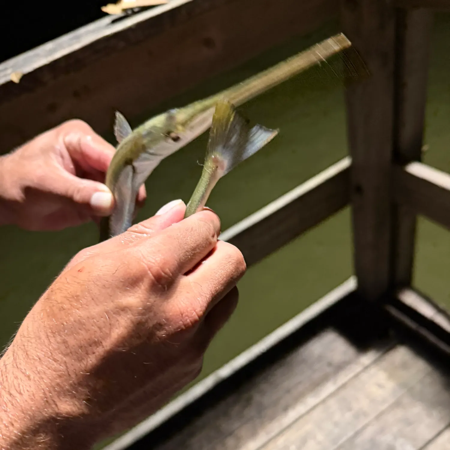 Flat needlefish caught on Fishbrain