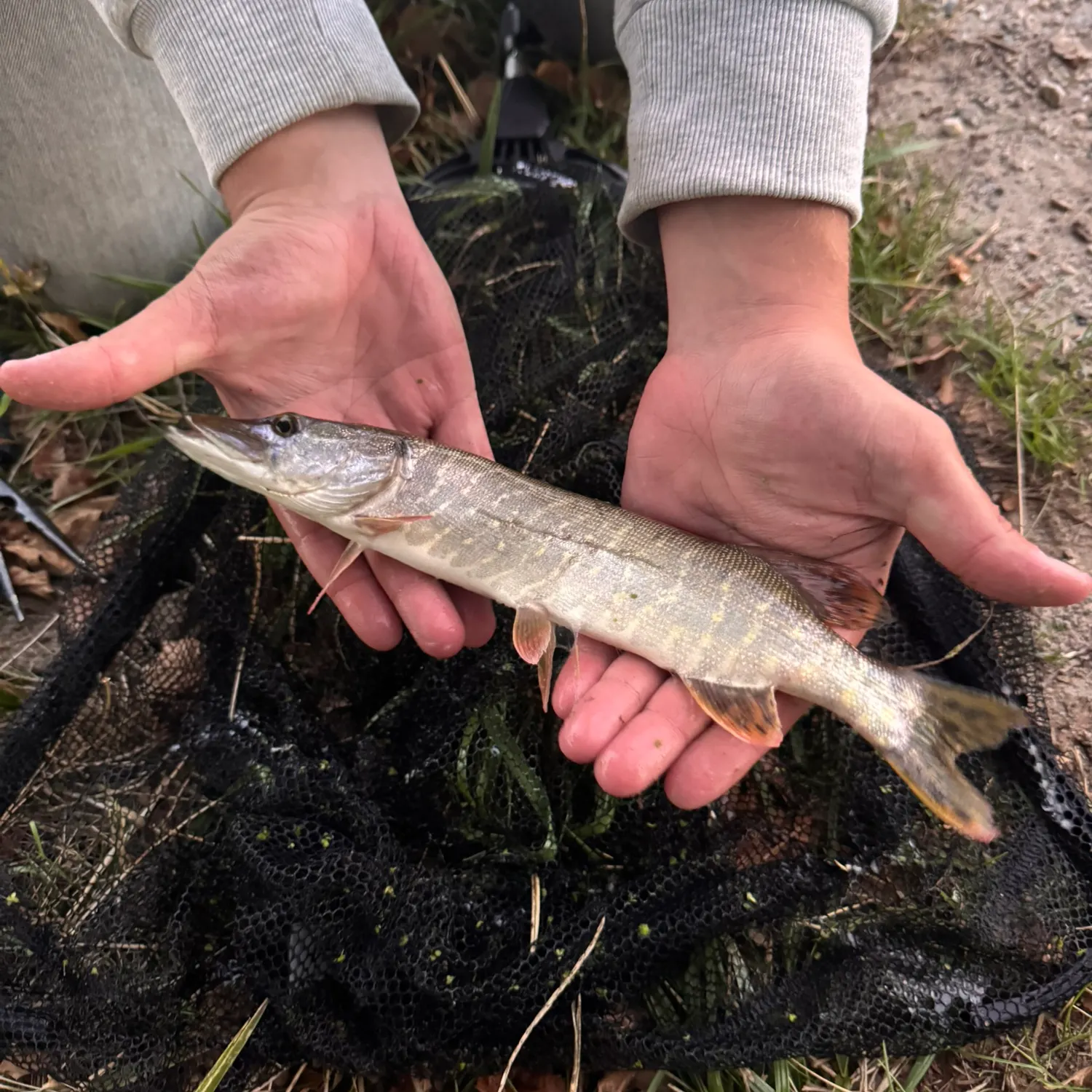 Northern pike caught on Fishbrain