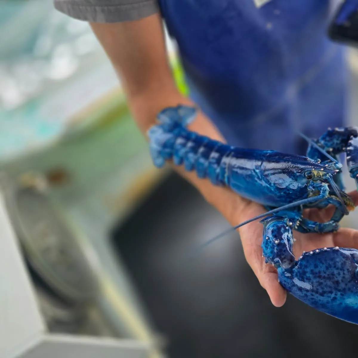 The most recent American lobster catches on Fishbrain
