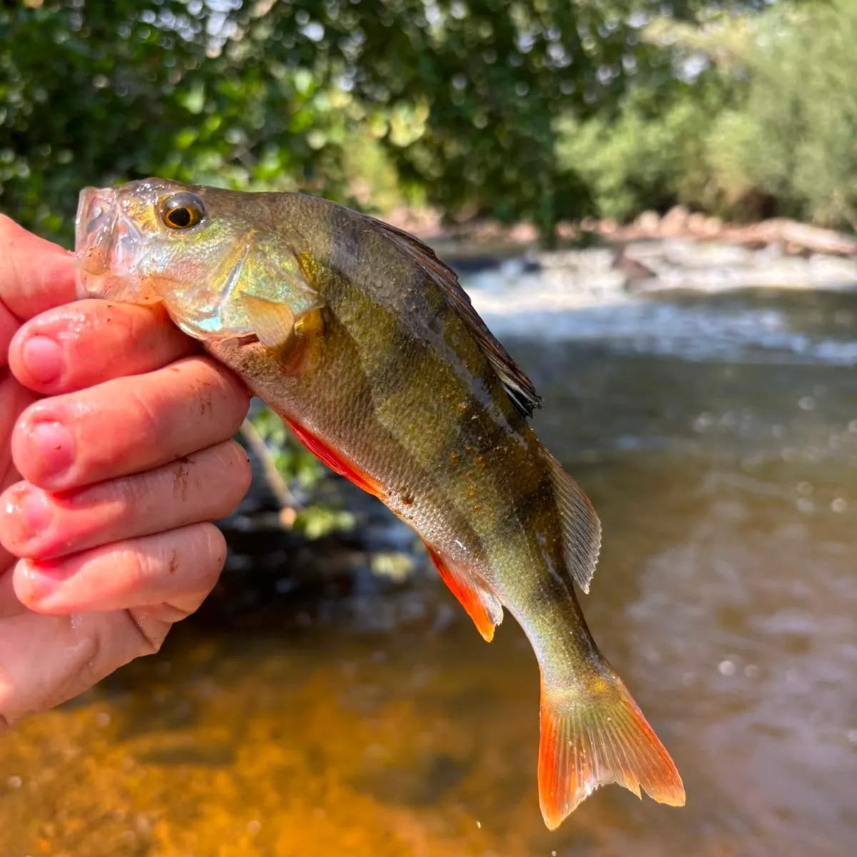 European perch caught on Fishbrain