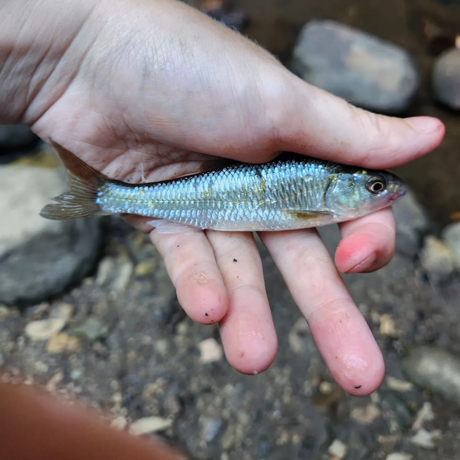 Smallmouth bass caught on Fishbrain
