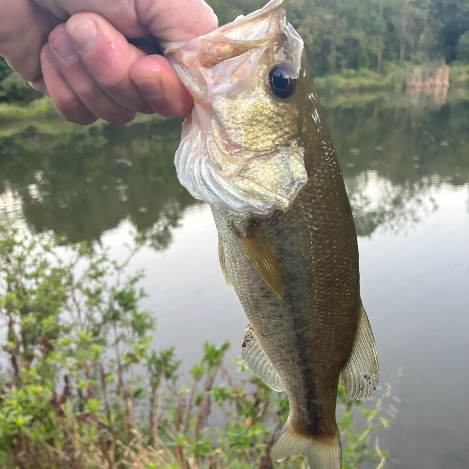 Largemouth bass caught on Fishbrain