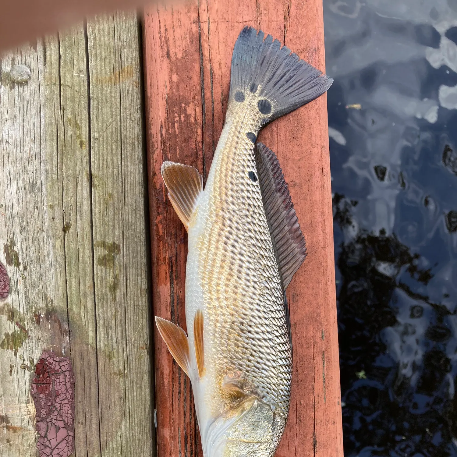 Red drum caught on Fishbrain