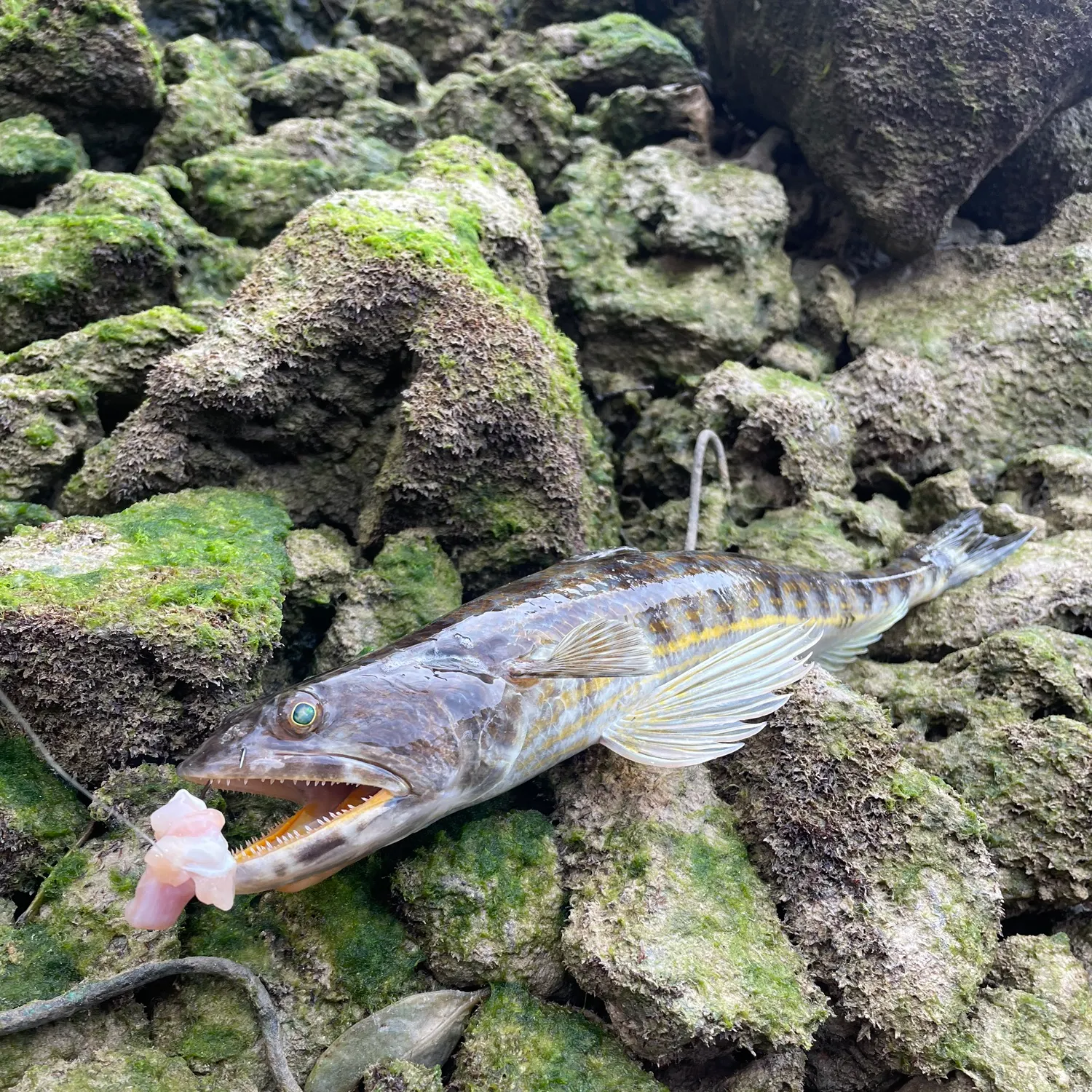 The most recent Inshore lizardfish catches on Fishbrain