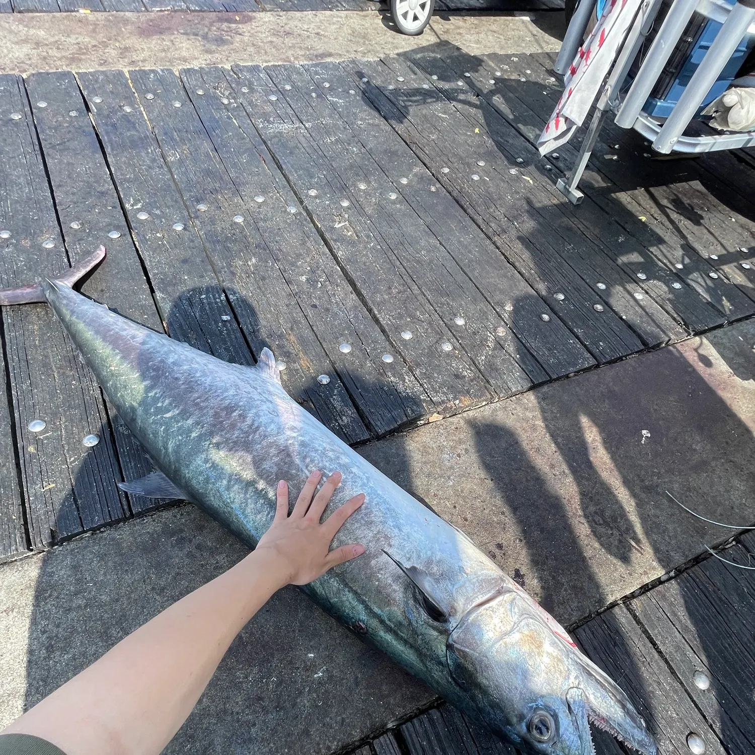 The most recent King mackerel catches on Fishbrain
