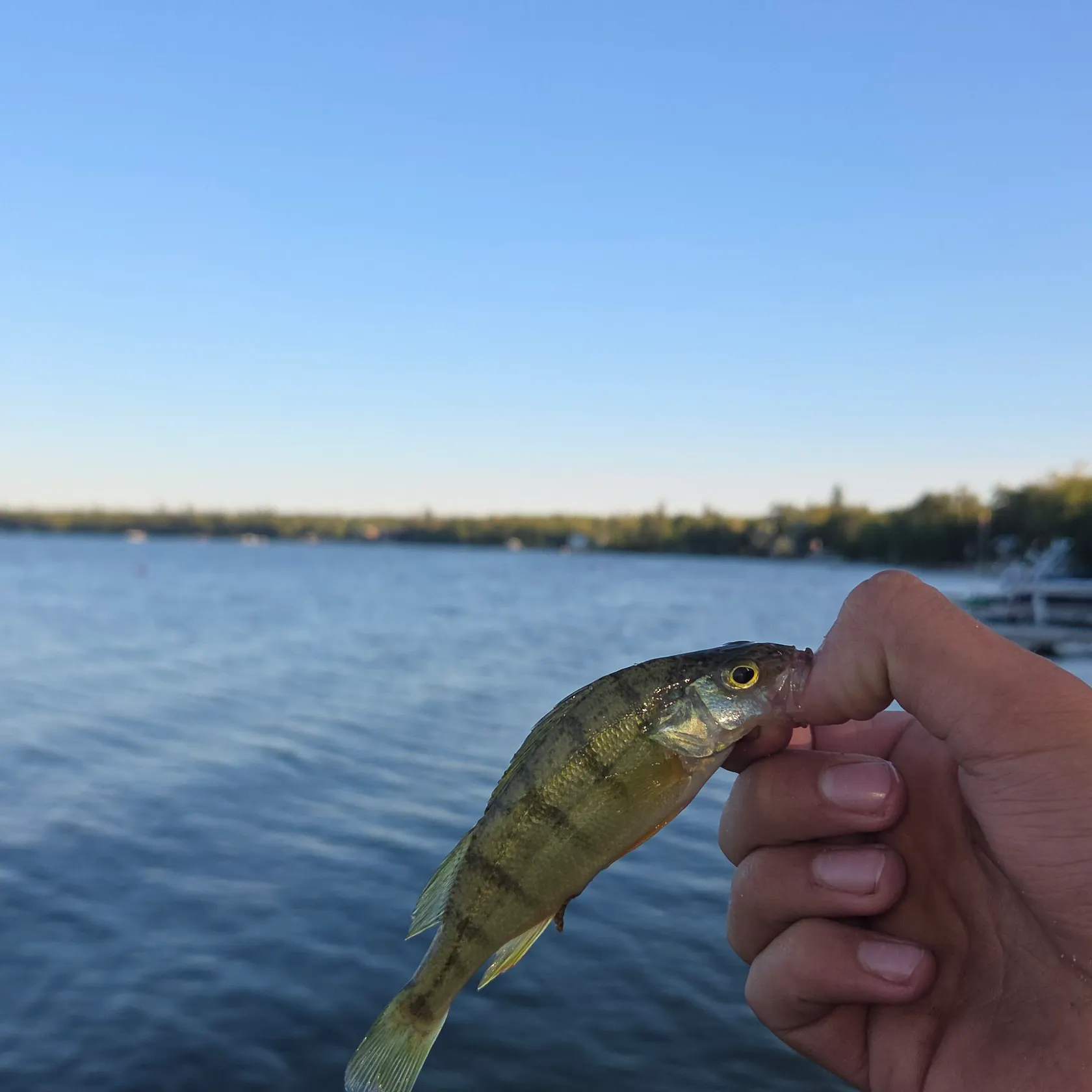 Yellow perch caught on Fishbrain