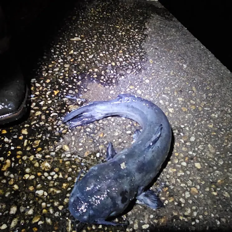 White bullhead caught on Fishbrain