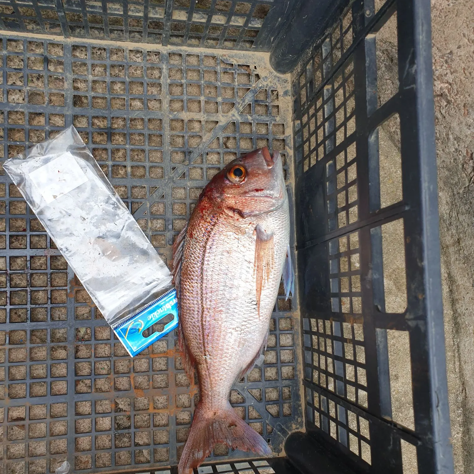 The most recent Red seabream catches on Fishbrain
