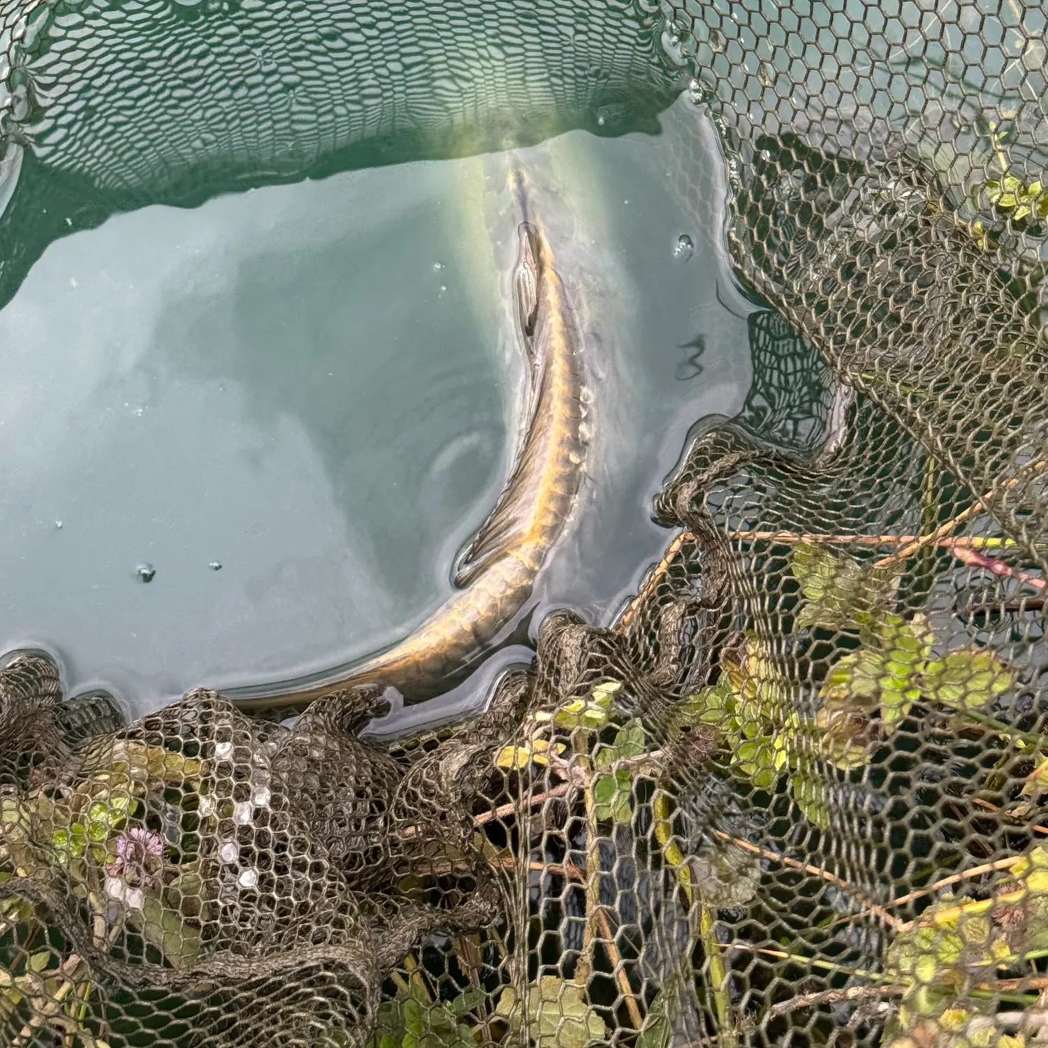 Fish caught on Fishbrain