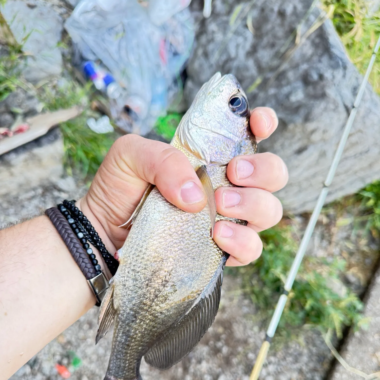 Freshwater drum caught on Fishbrain