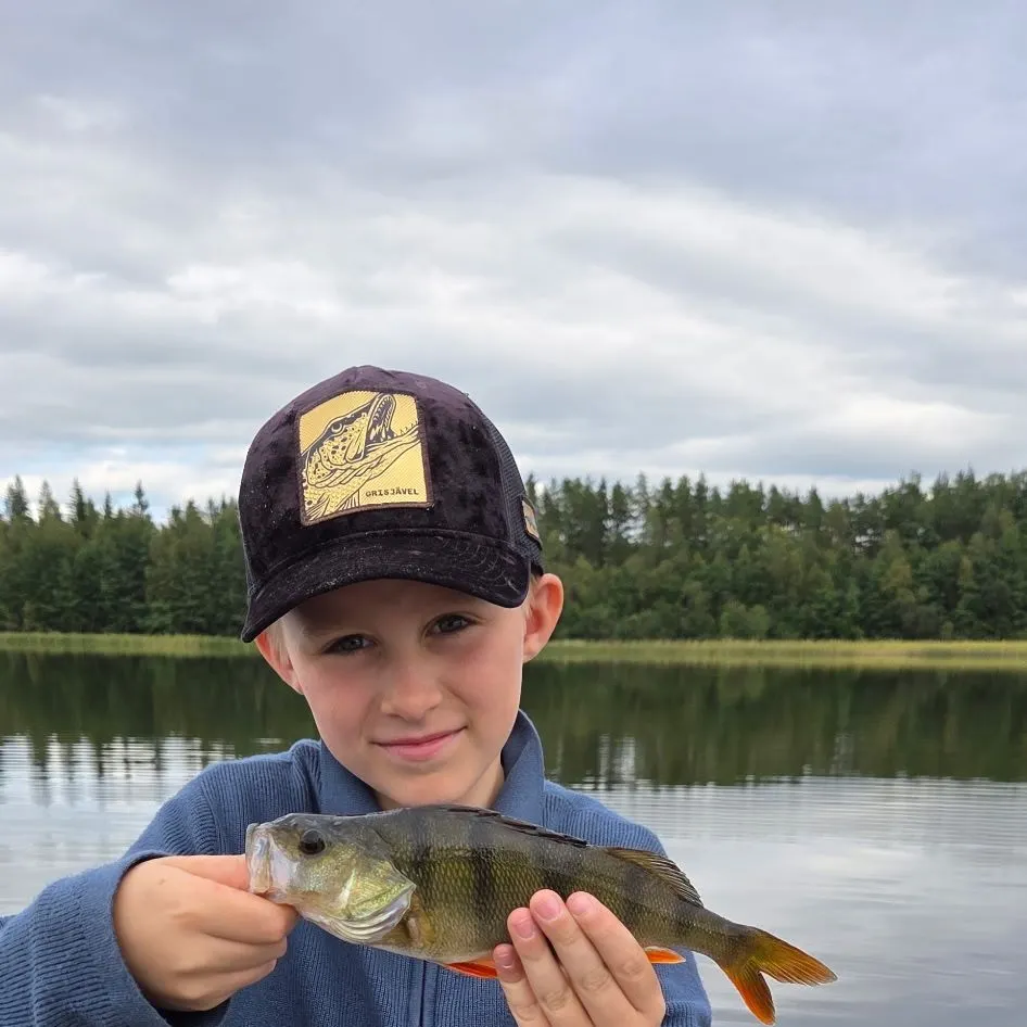 European perch caught on Fishbrain