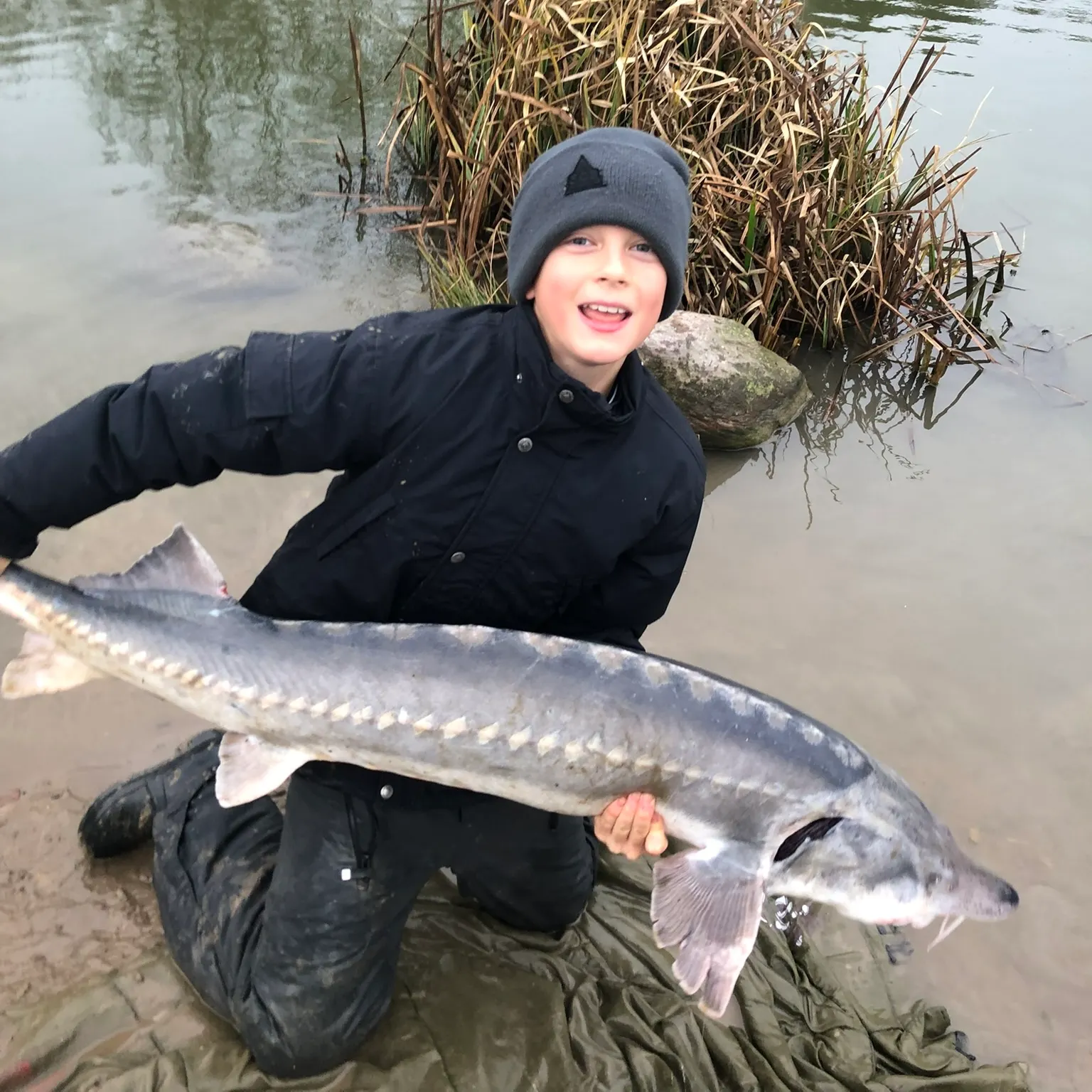 The most recent Beluga sturgeon catches on Fishbrain