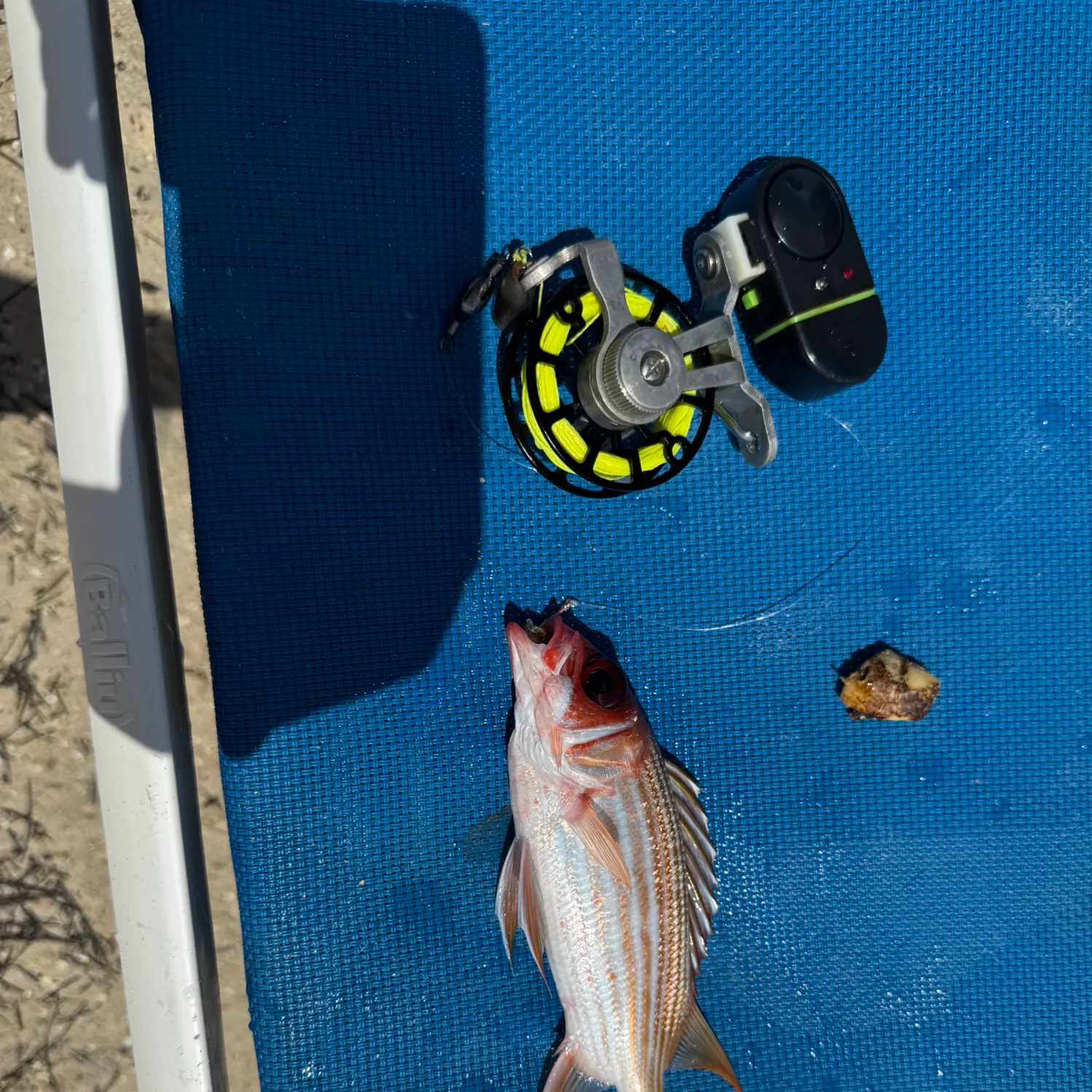 The most recent Squirrelfish catches on Fishbrain