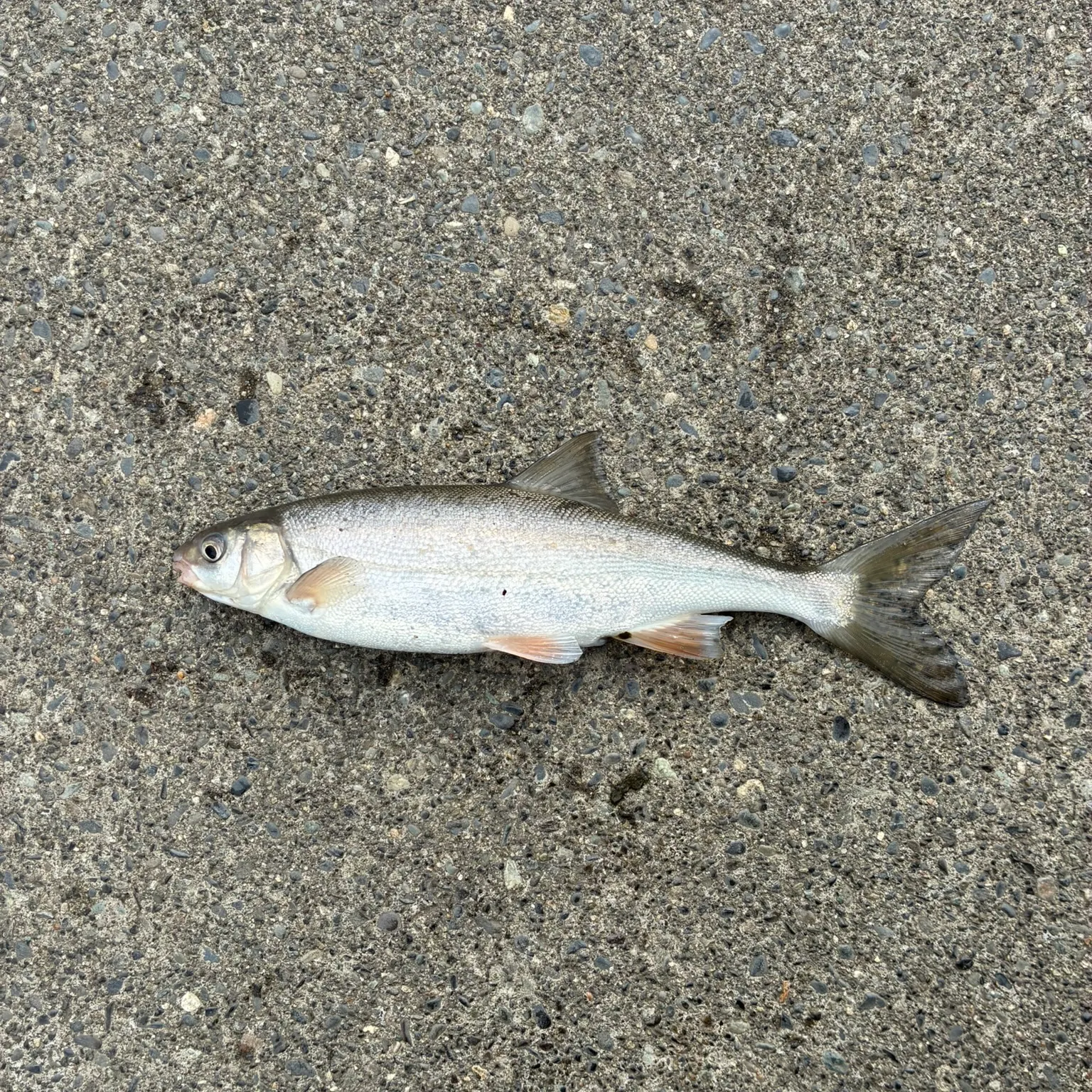 The most recent Peamouth catches on Fishbrain