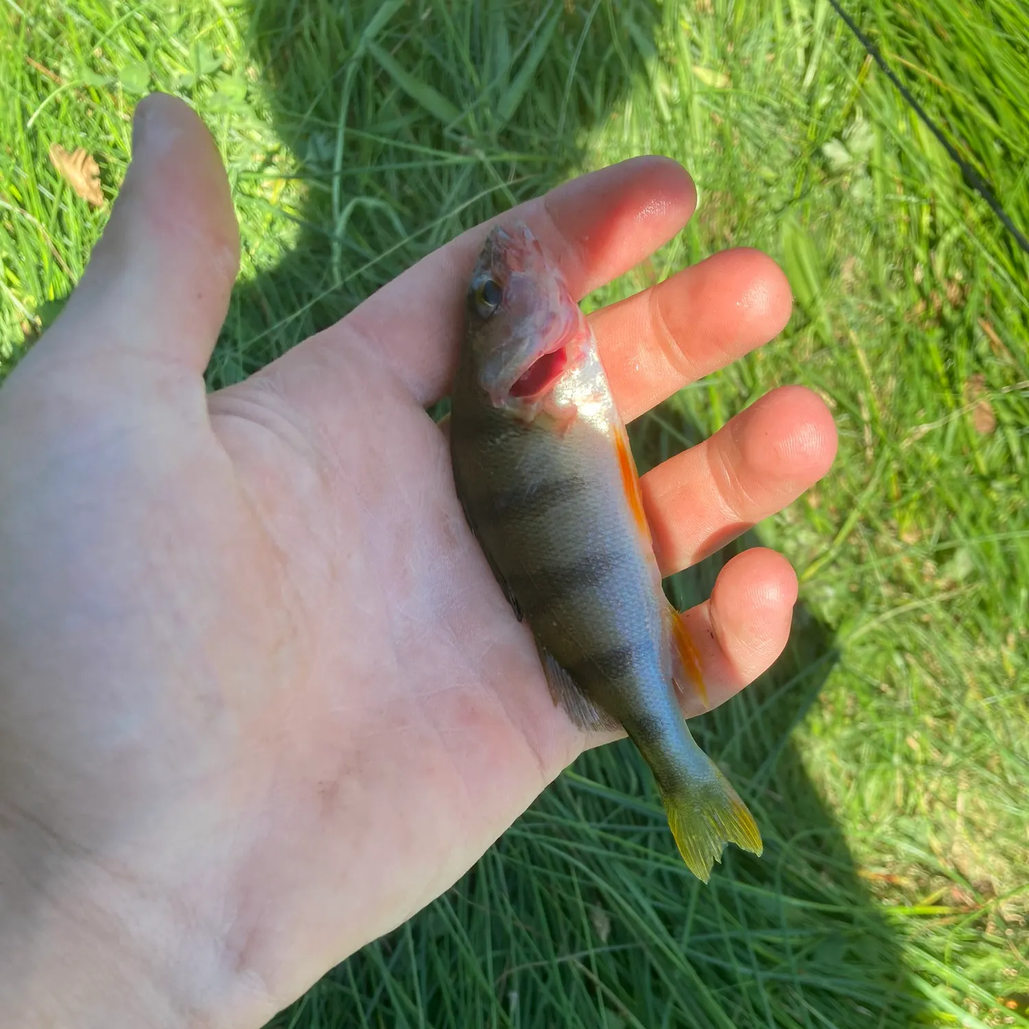 European perch caught on Fishbrain