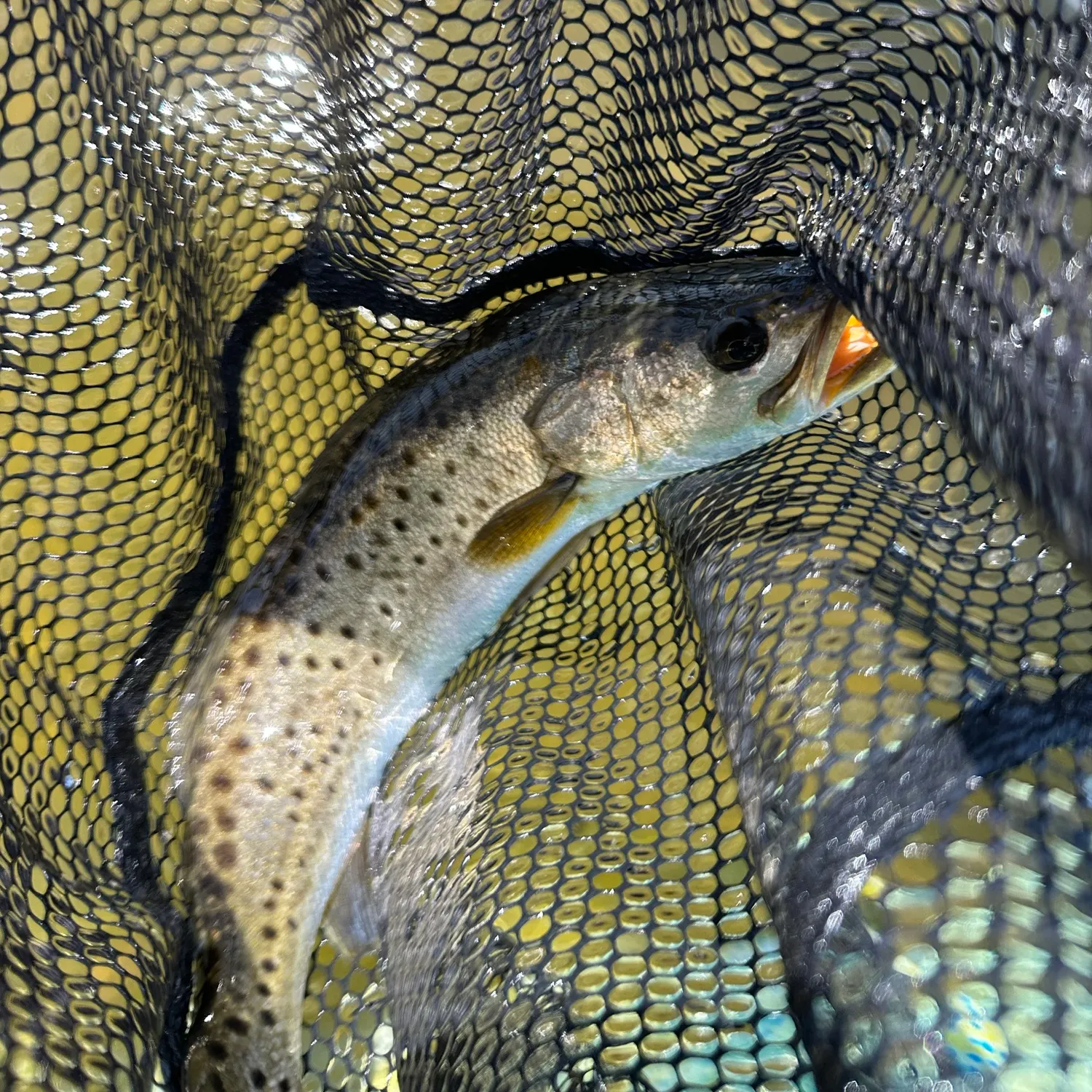 Spotted seatrout caught on Fishbrain