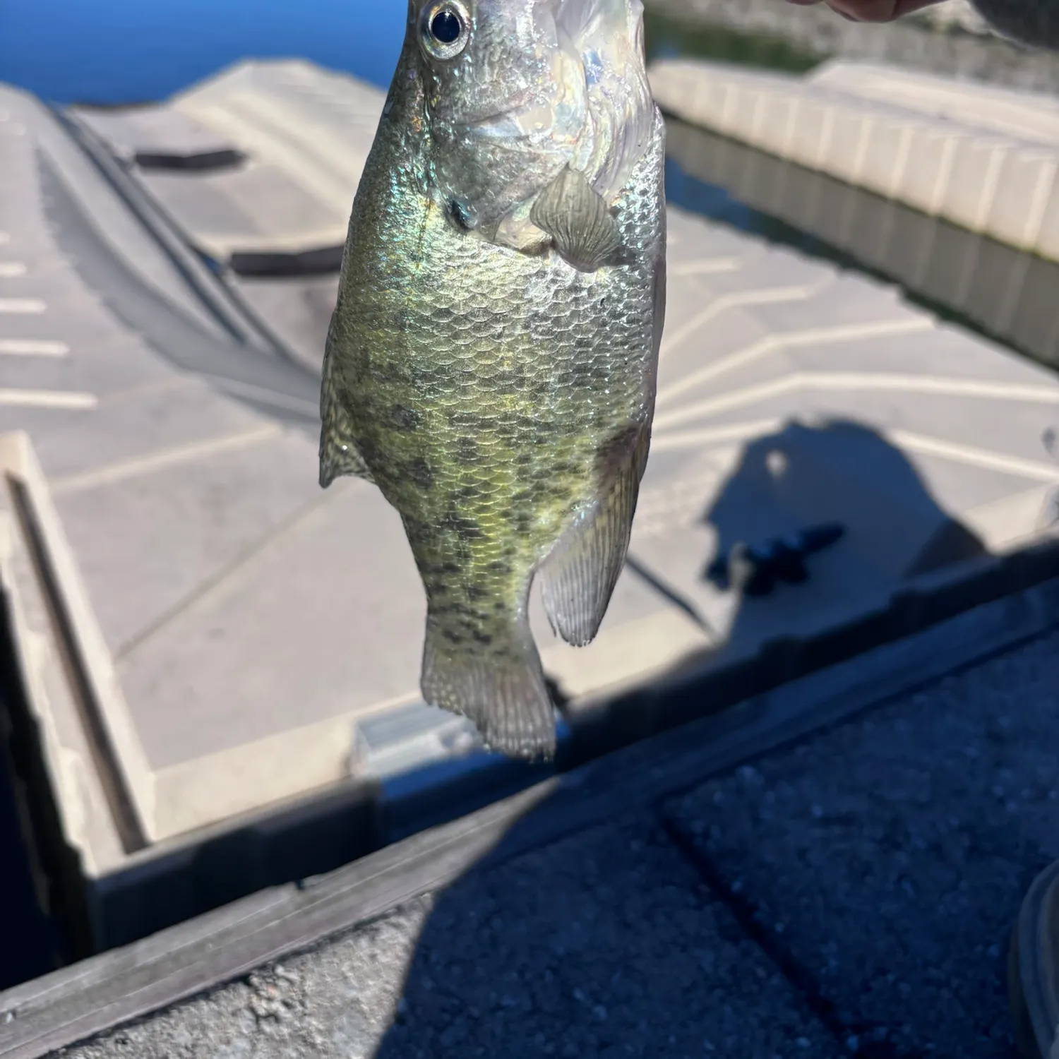 White crappie caught on Fishbrain