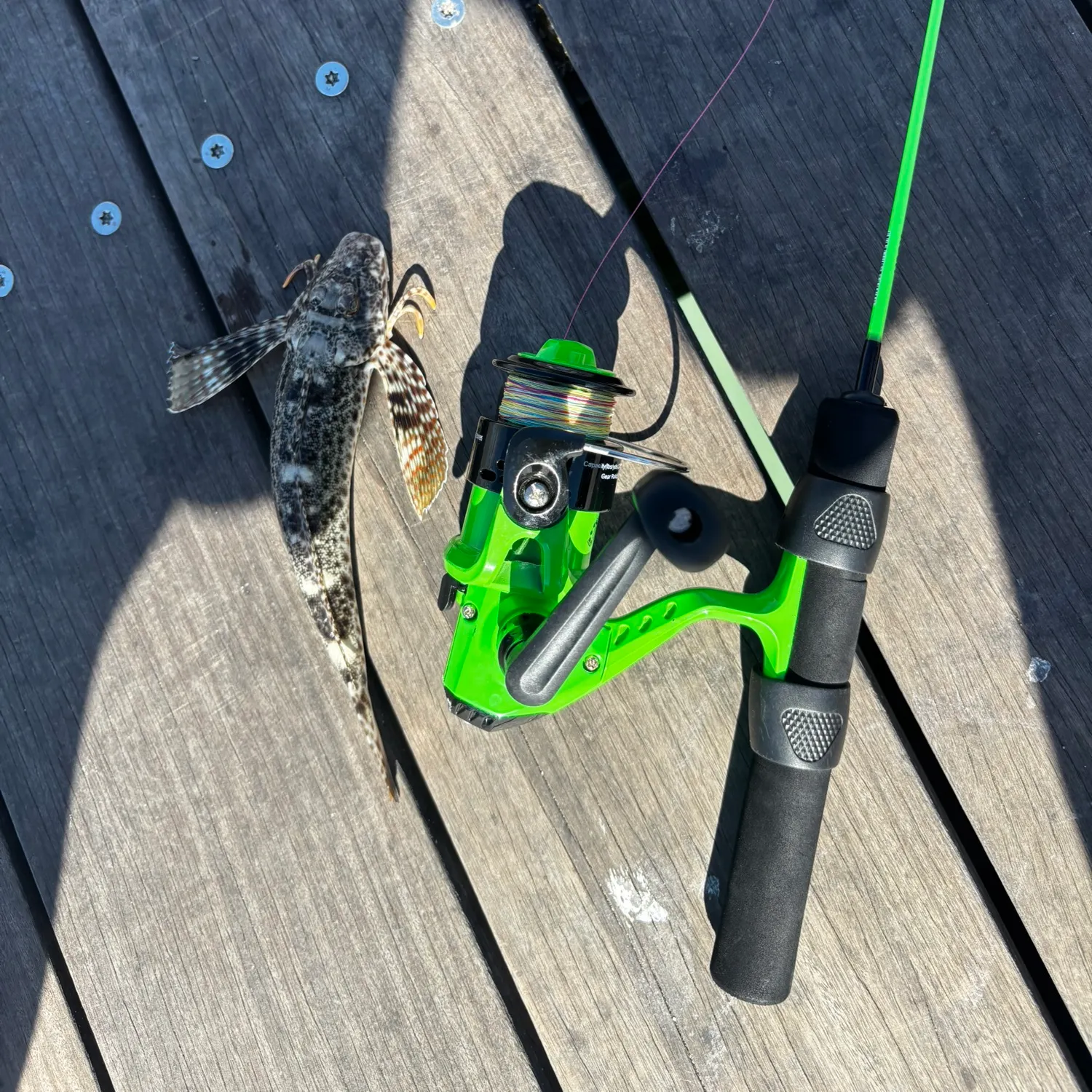 The most recent Striped searobin catches on Fishbrain