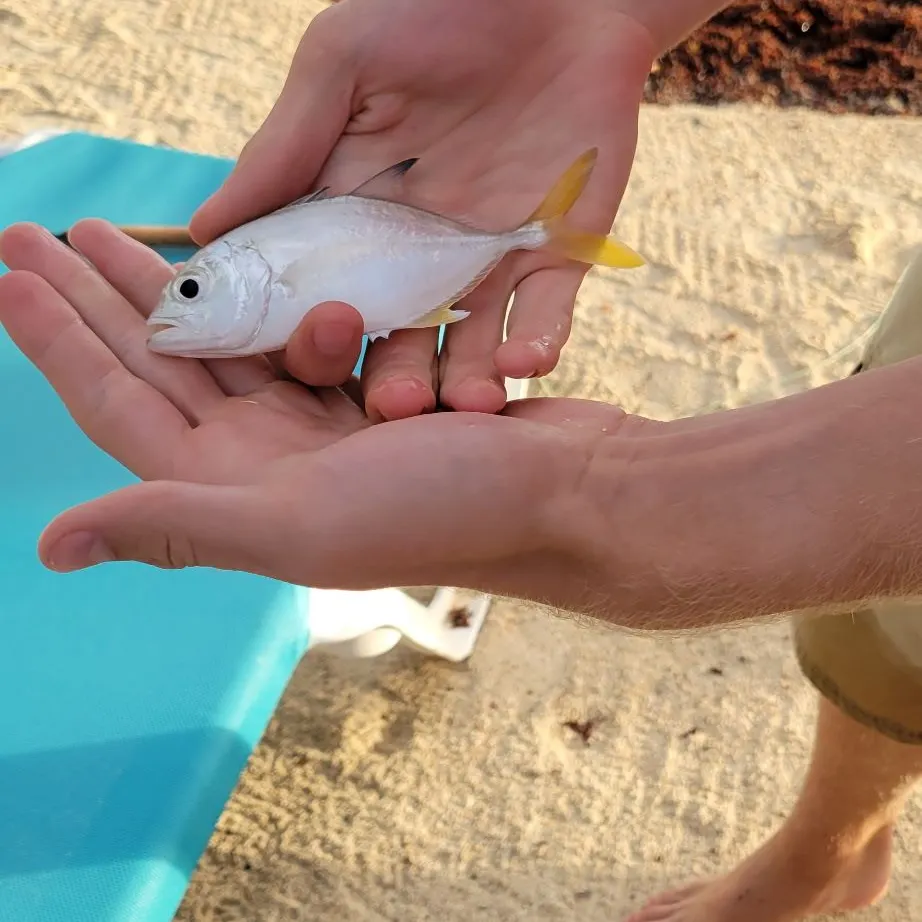 The most recent Horse-eye jack catches on Fishbrain