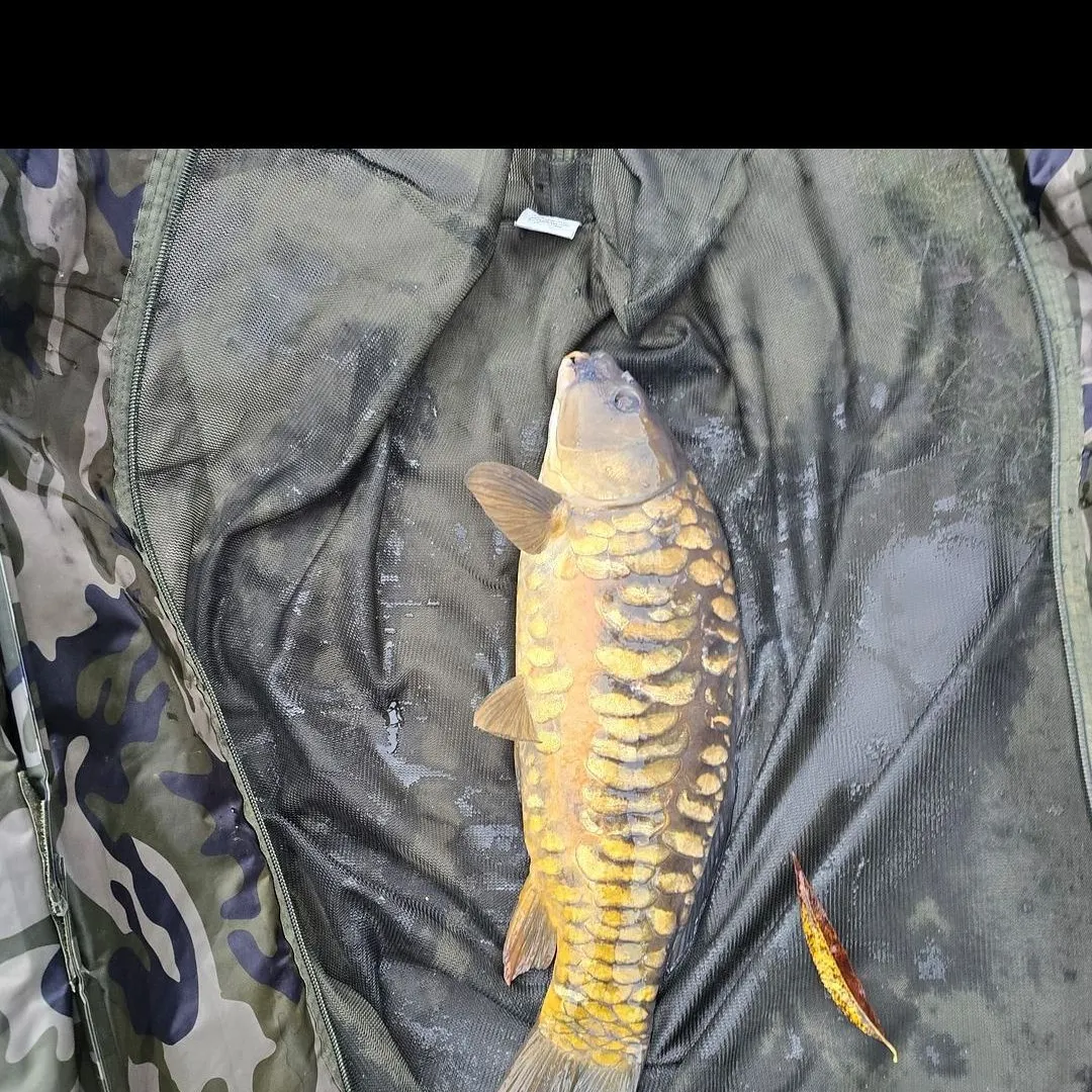 Fish caught on Fishbrain