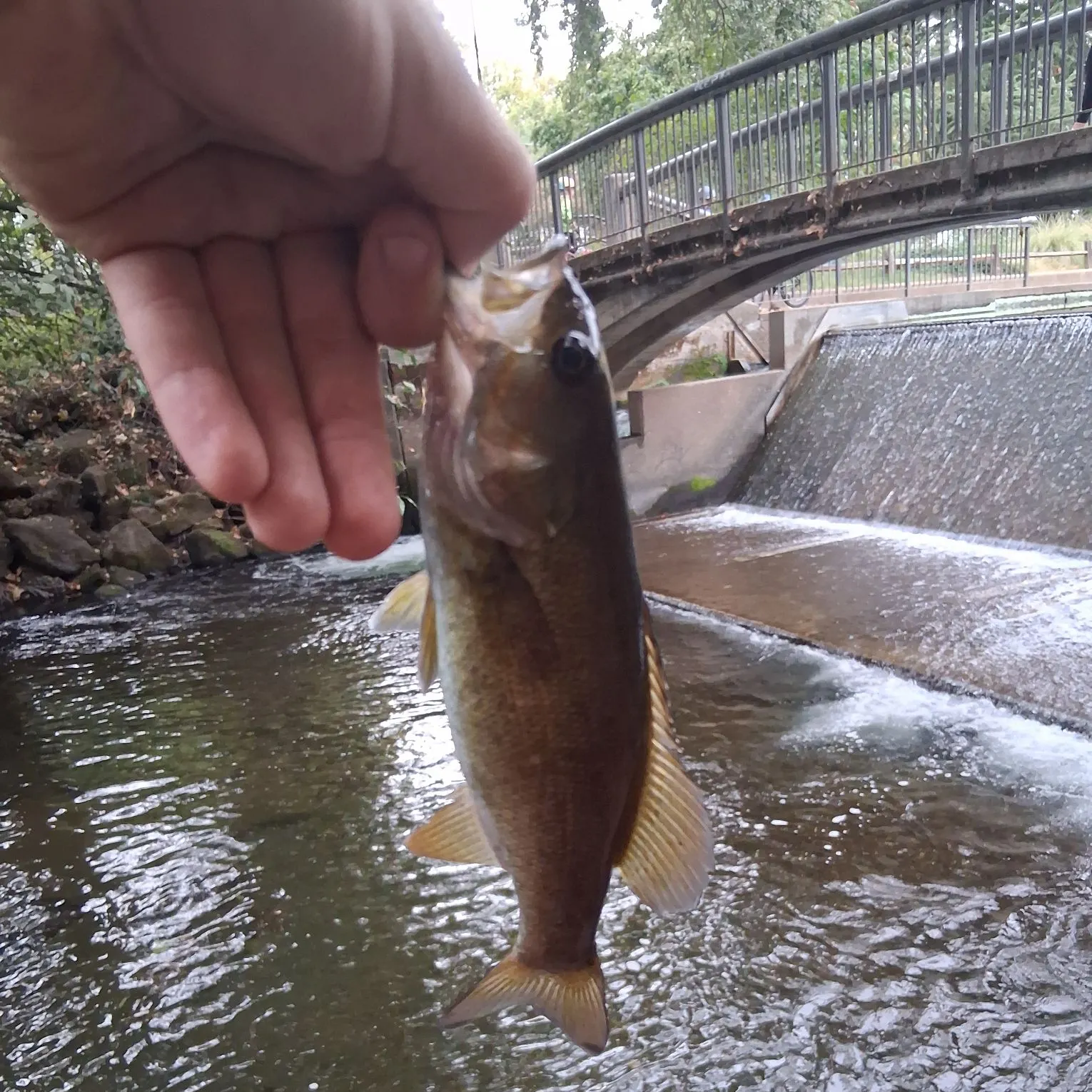 Smallmouth bass caught on Fishbrain