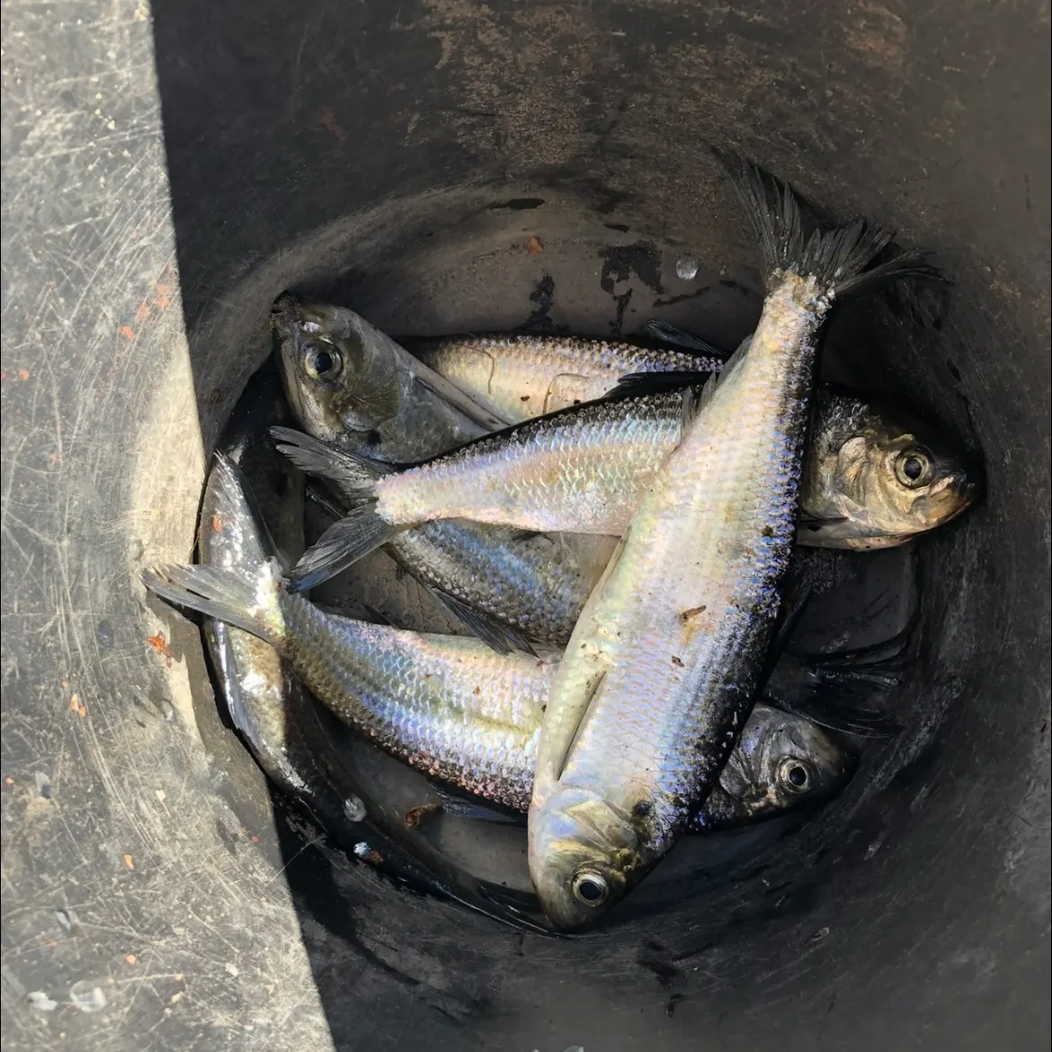 Atlantic herring caught on Fishbrain