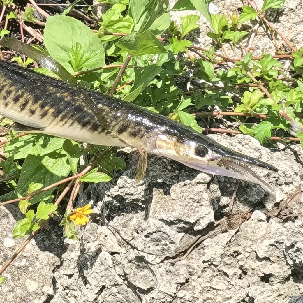 The most recent Florida gar catches on Fishbrain