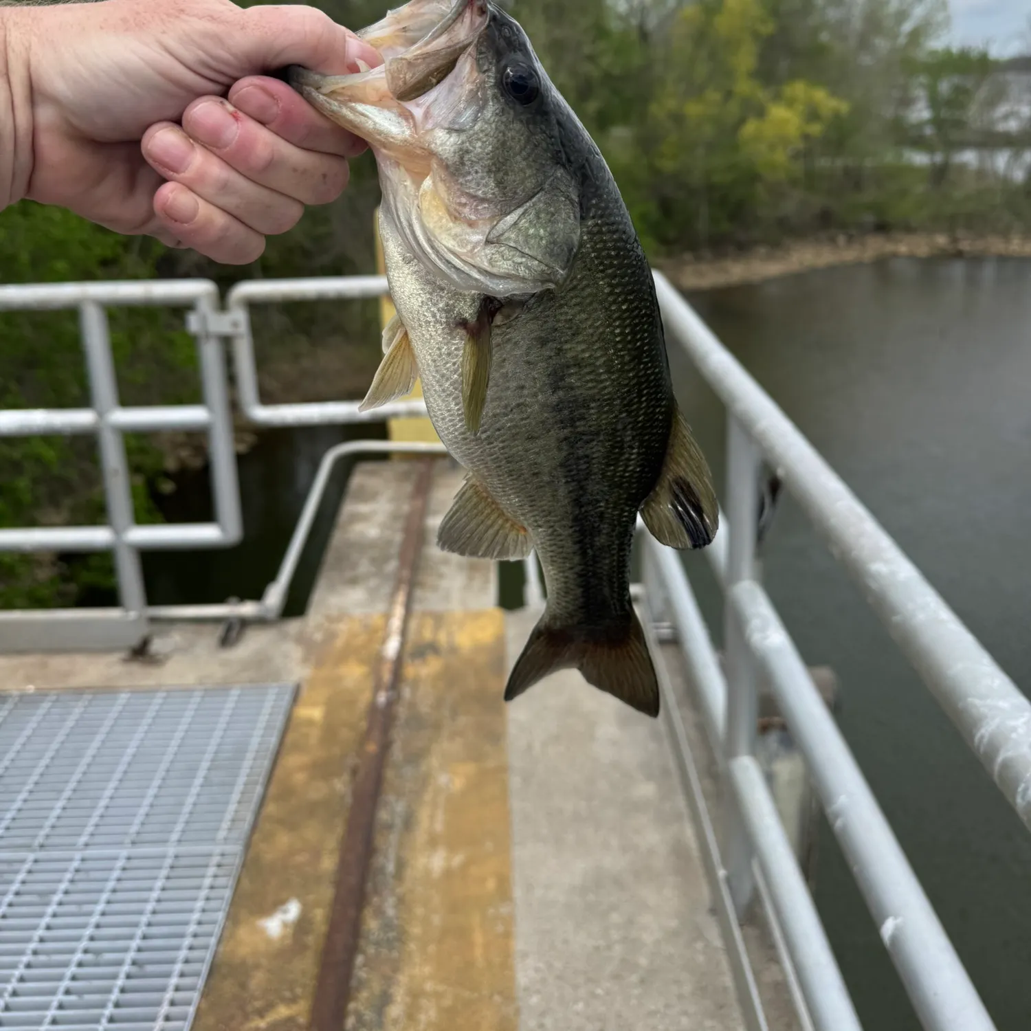 angler catch
