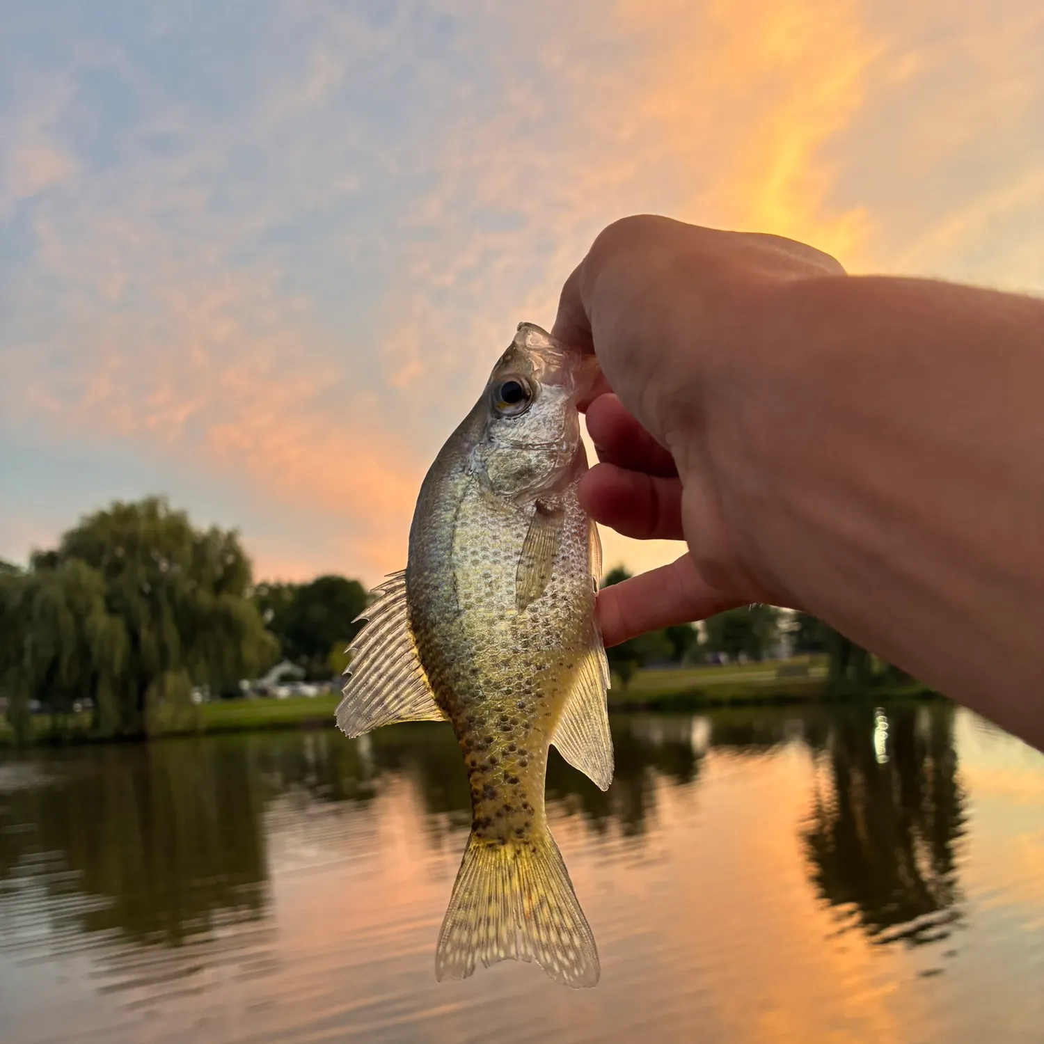 White crappie caught on Fishbrain