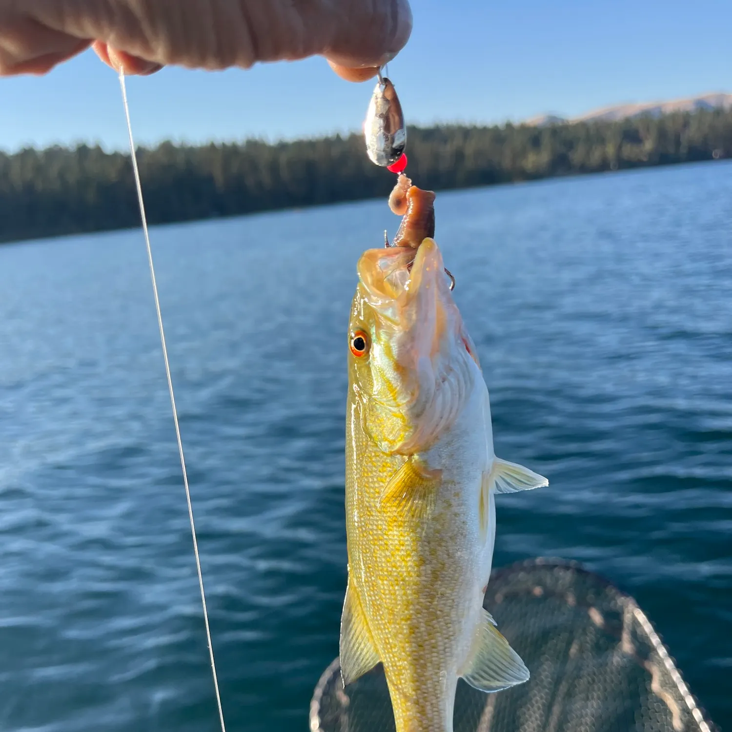Smallmouth bass caught on Fishbrain