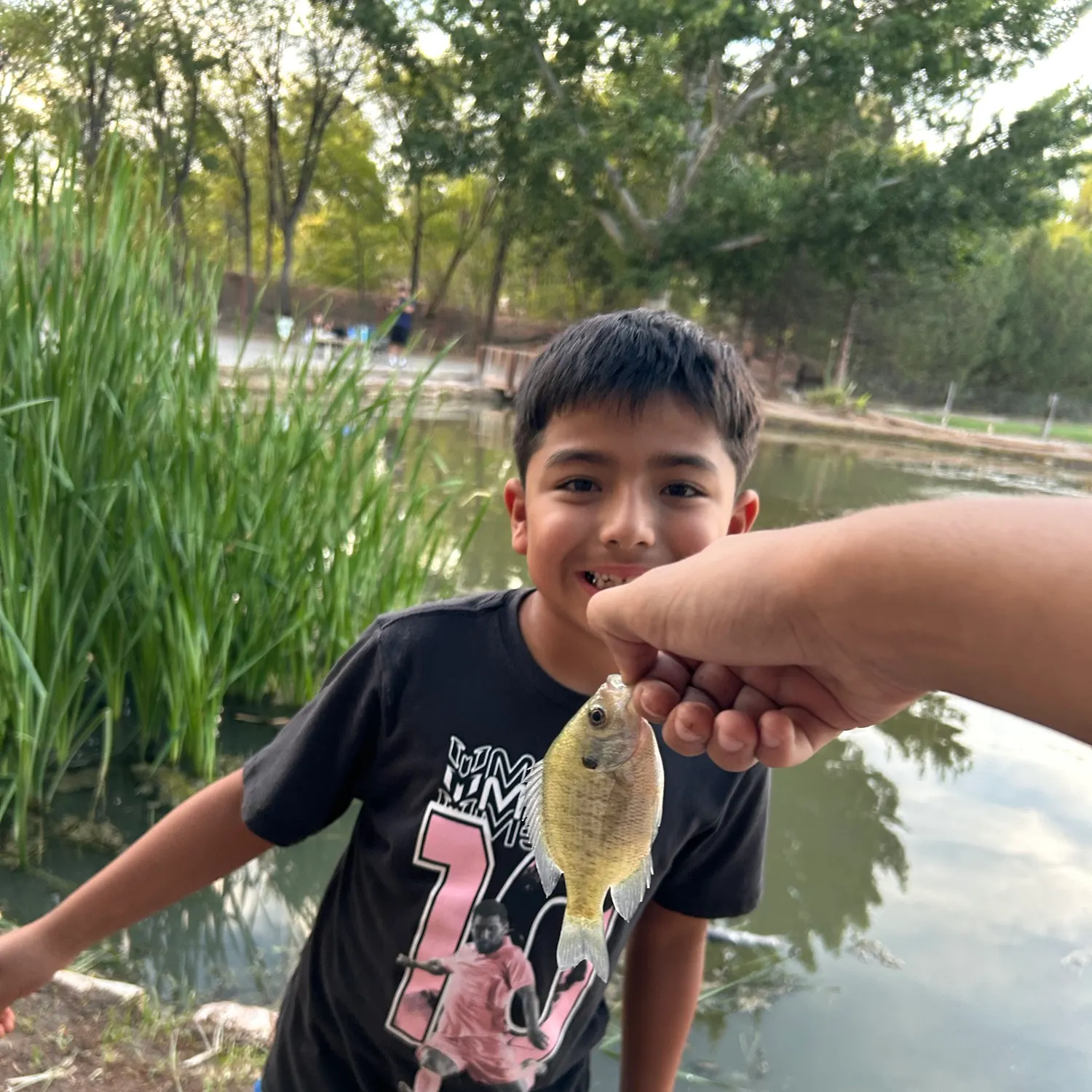 Bluegill caught on Fishbrain