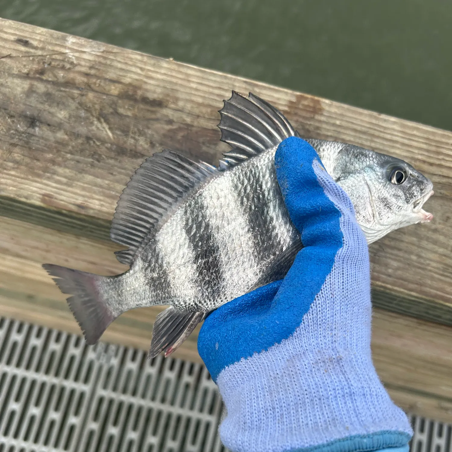 Sheepshead caught on Fishbrain
