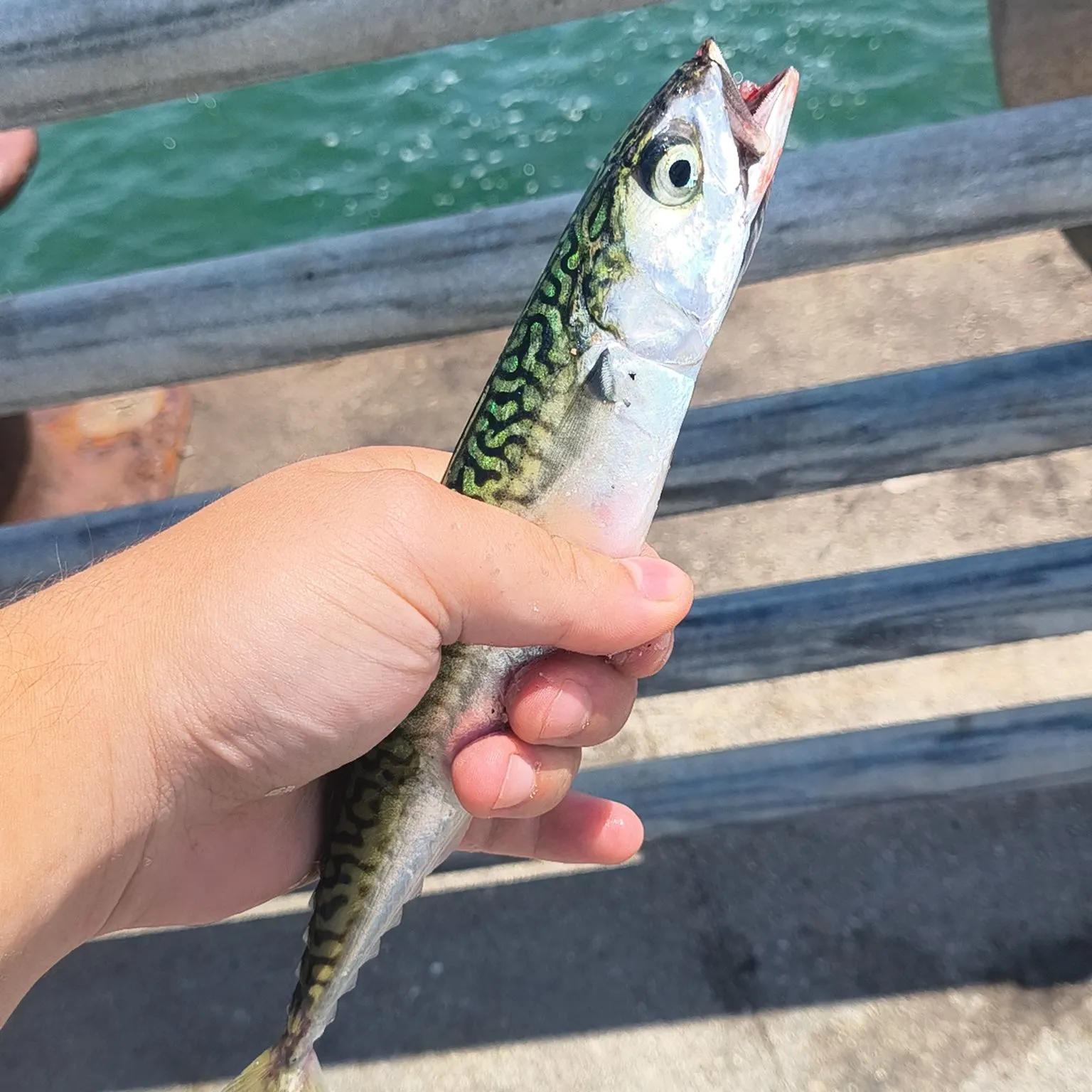 Atlantic mackerel caught on Fishbrain