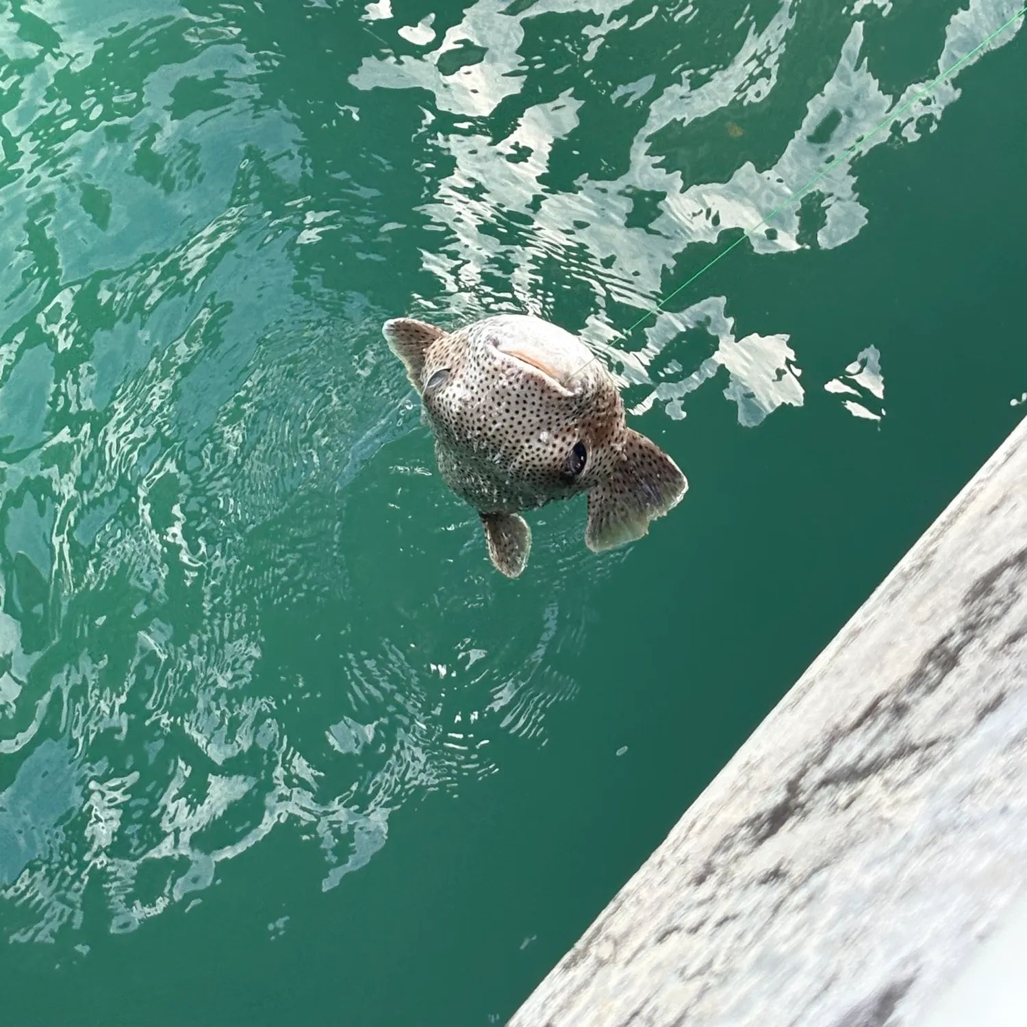The most recent Spotted green pufferfish catches on Fishbrain