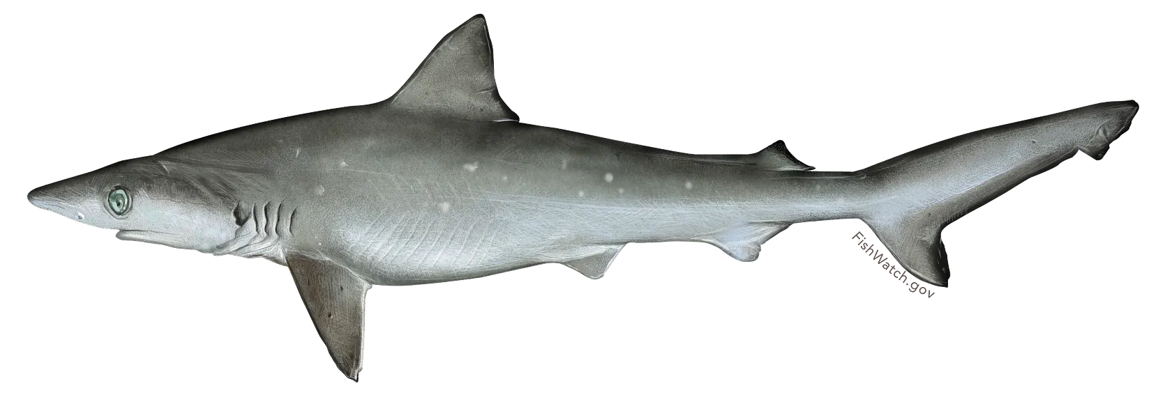 Atlantic sharpnose shark