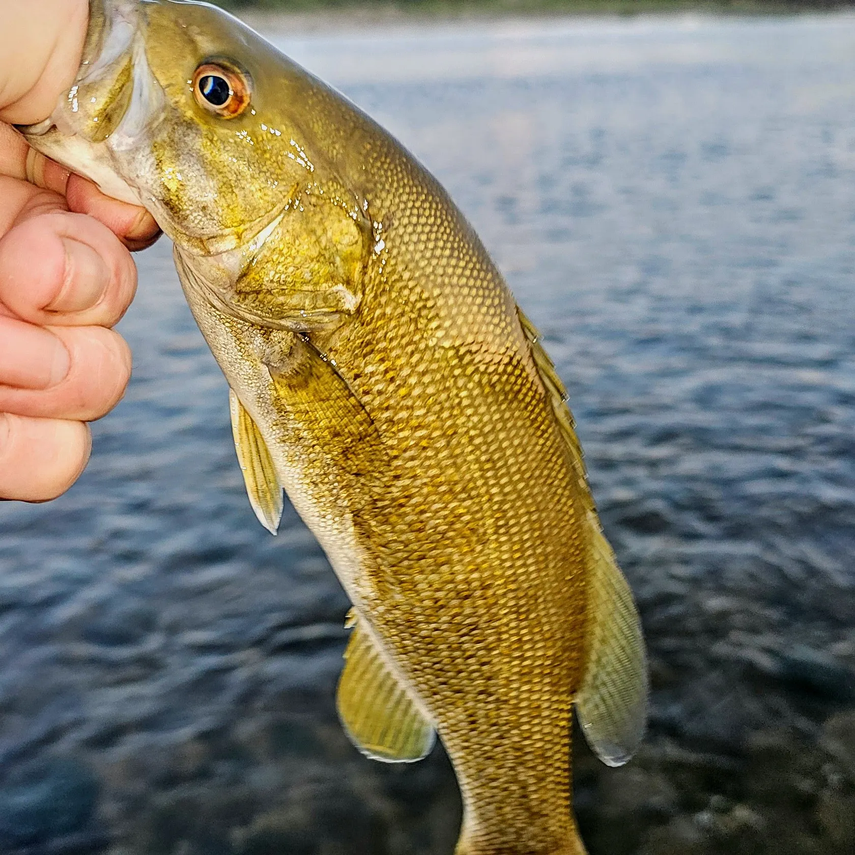 Smallmouth bass caught on Fishbrain