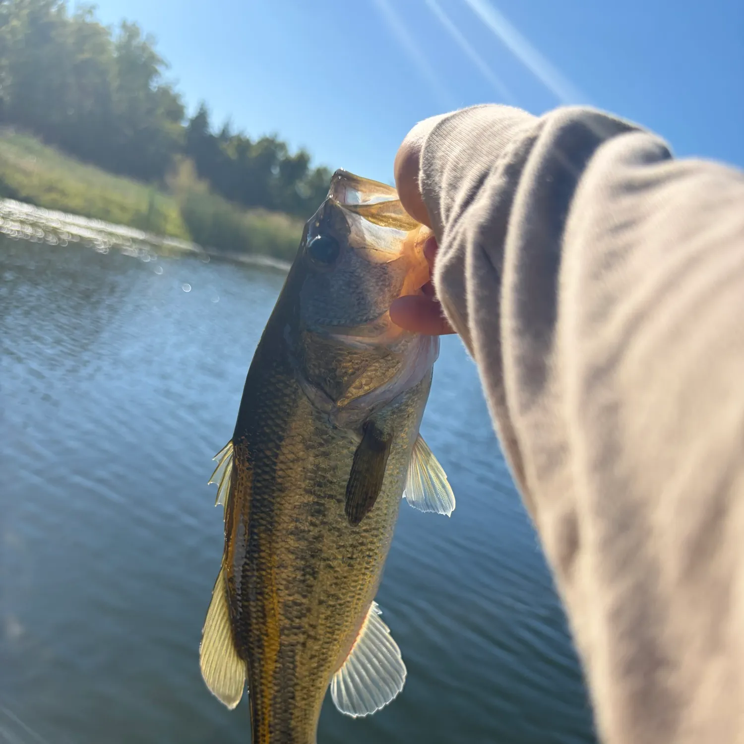Largemouth bass caught on Fishbrain