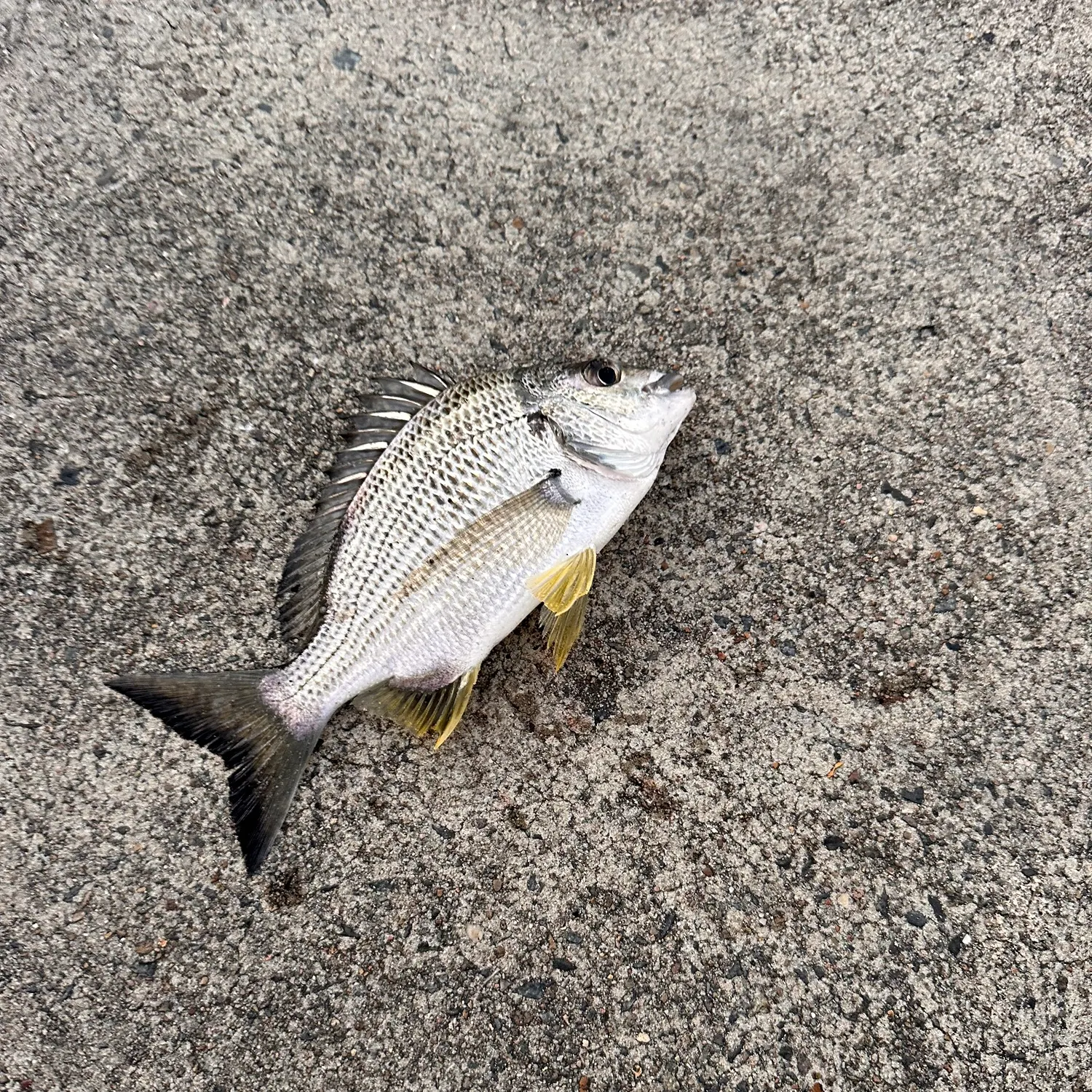Surf bream caught on Fishbrain