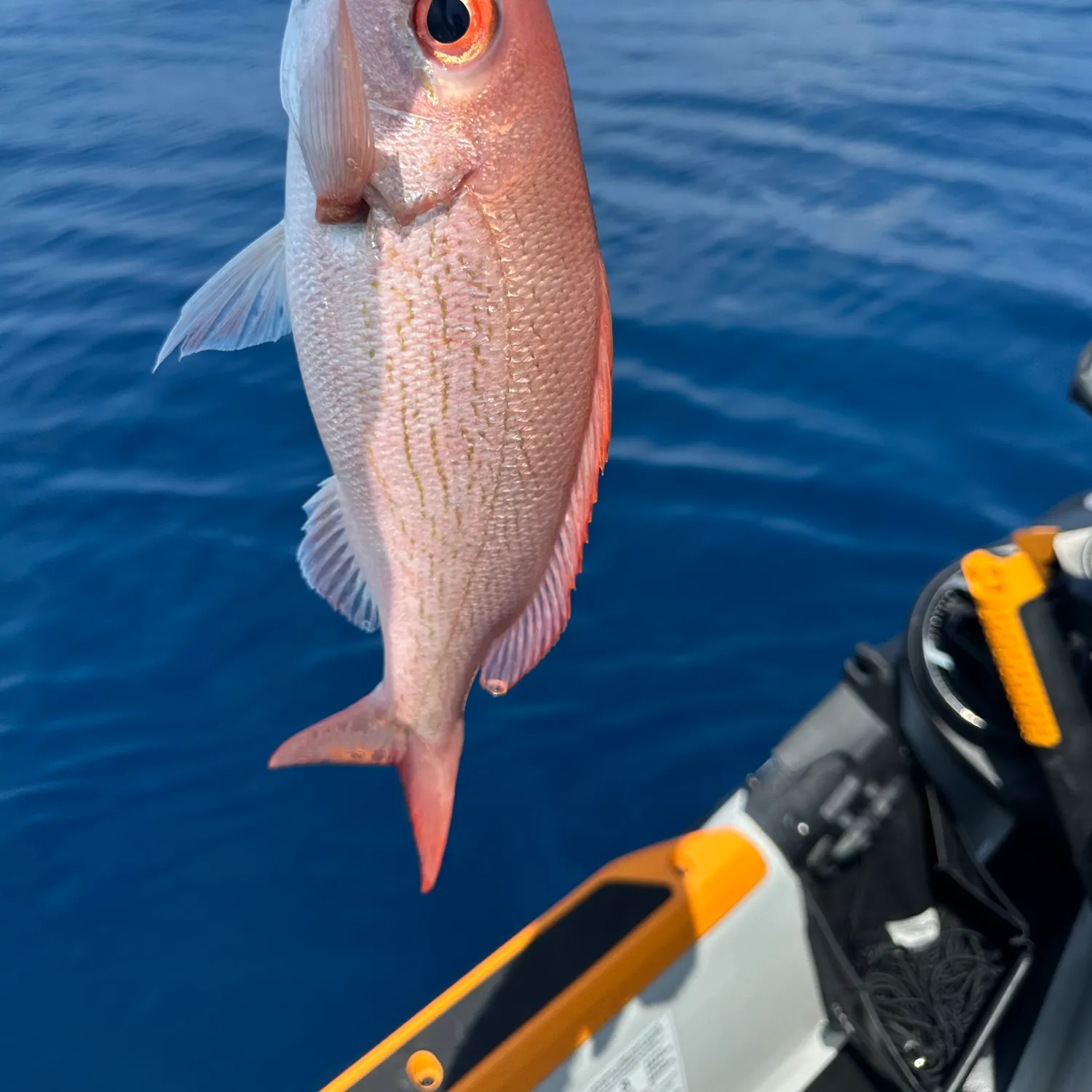 The most recent Vermilion snapper catches on Fishbrain