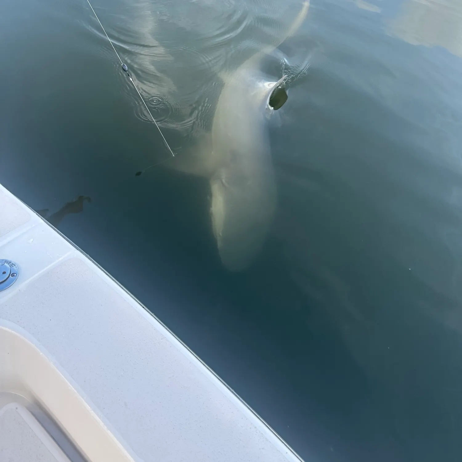 The most recent Lemon shark catches on Fishbrain