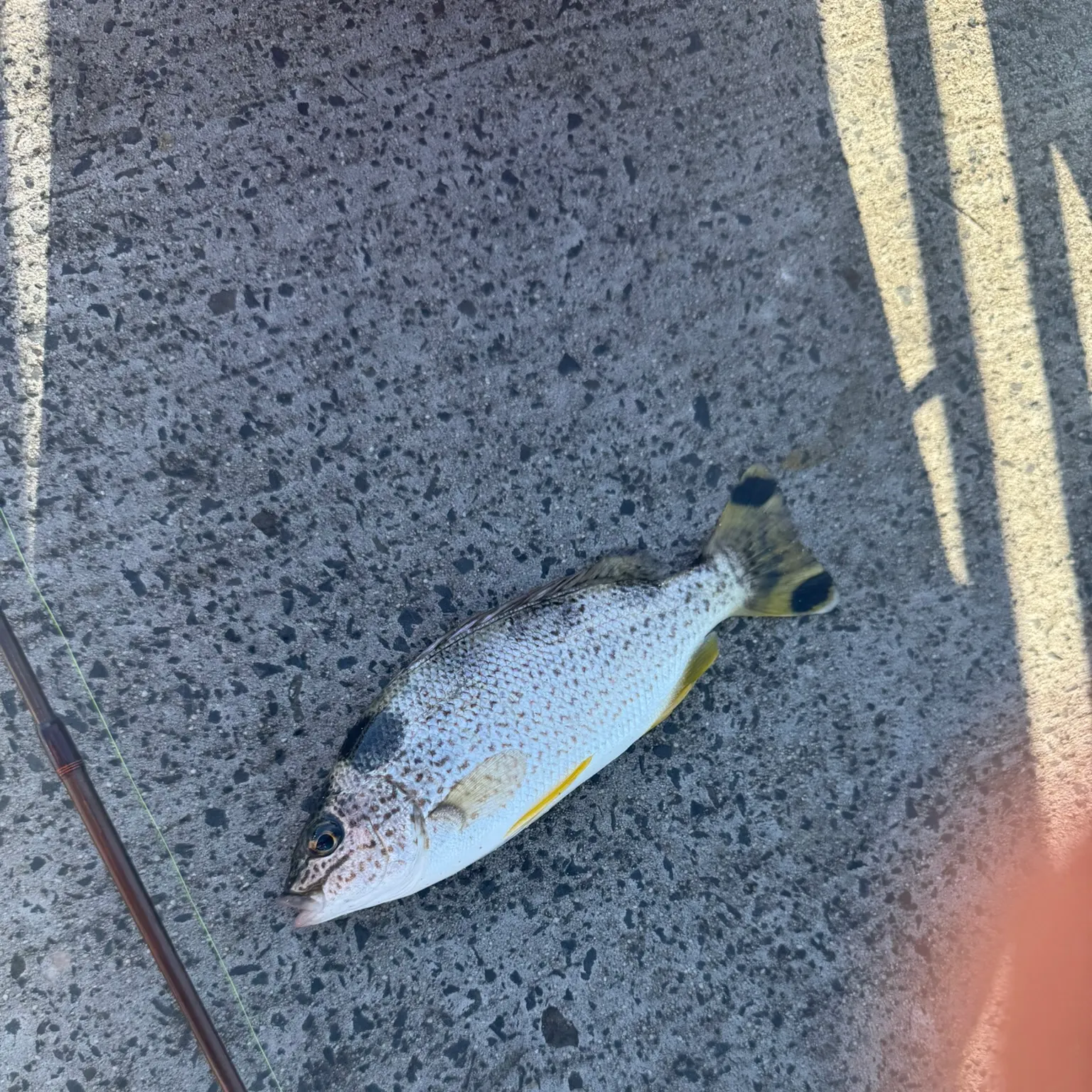 Fish caught on Fishbrain