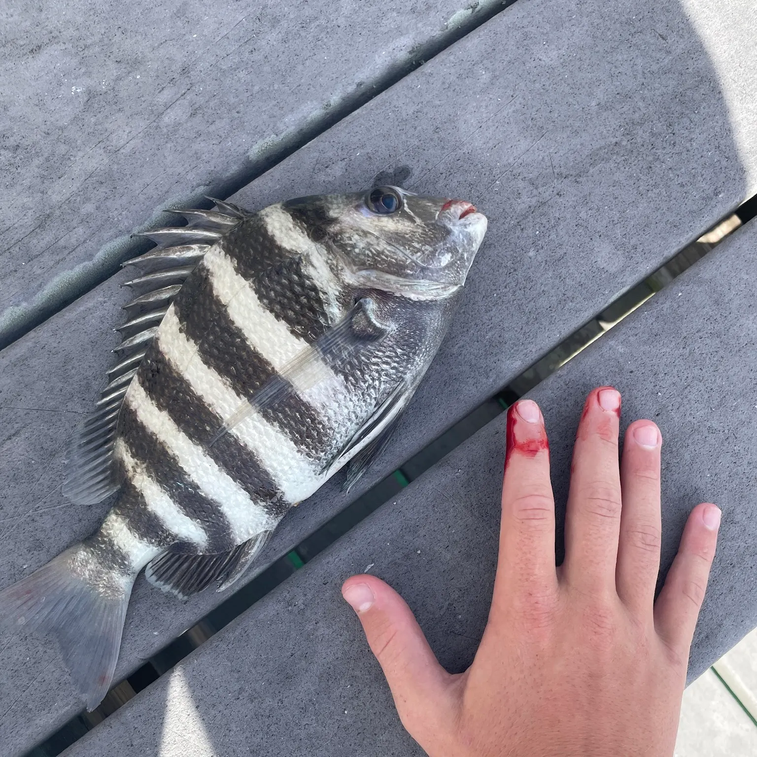 The most recent Sheepshead catches on Fishbrain