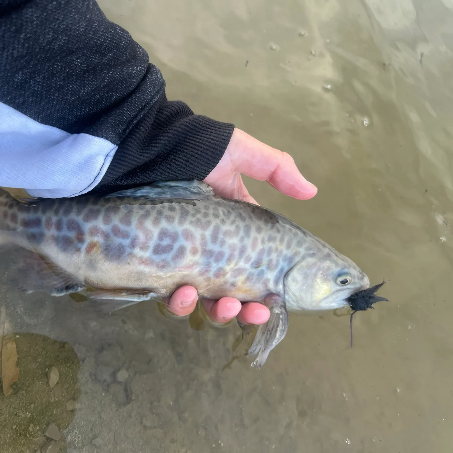 The most recent Tiger trout catches on Fishbrain