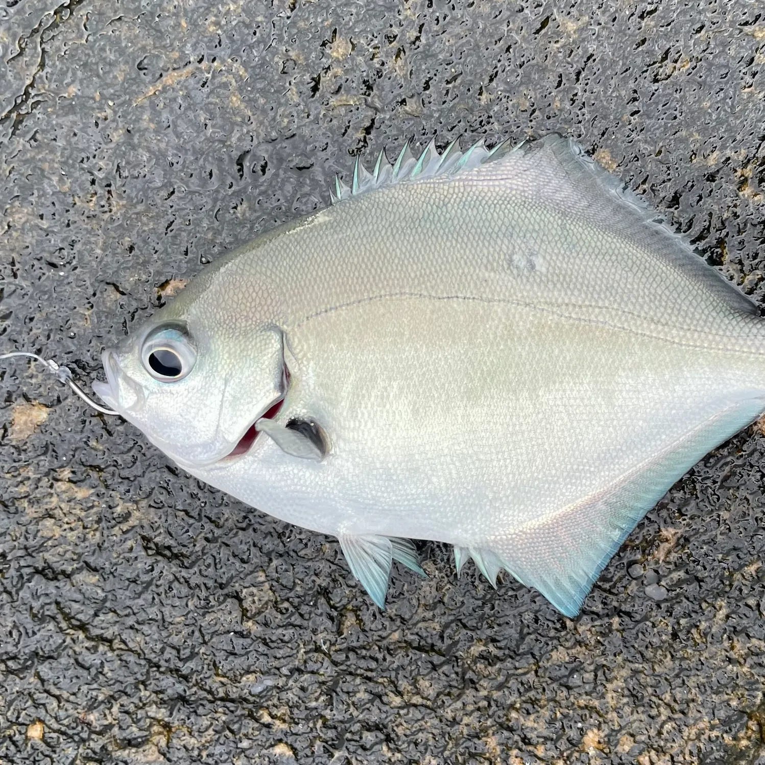 The most recent Silver sweep catches on Fishbrain